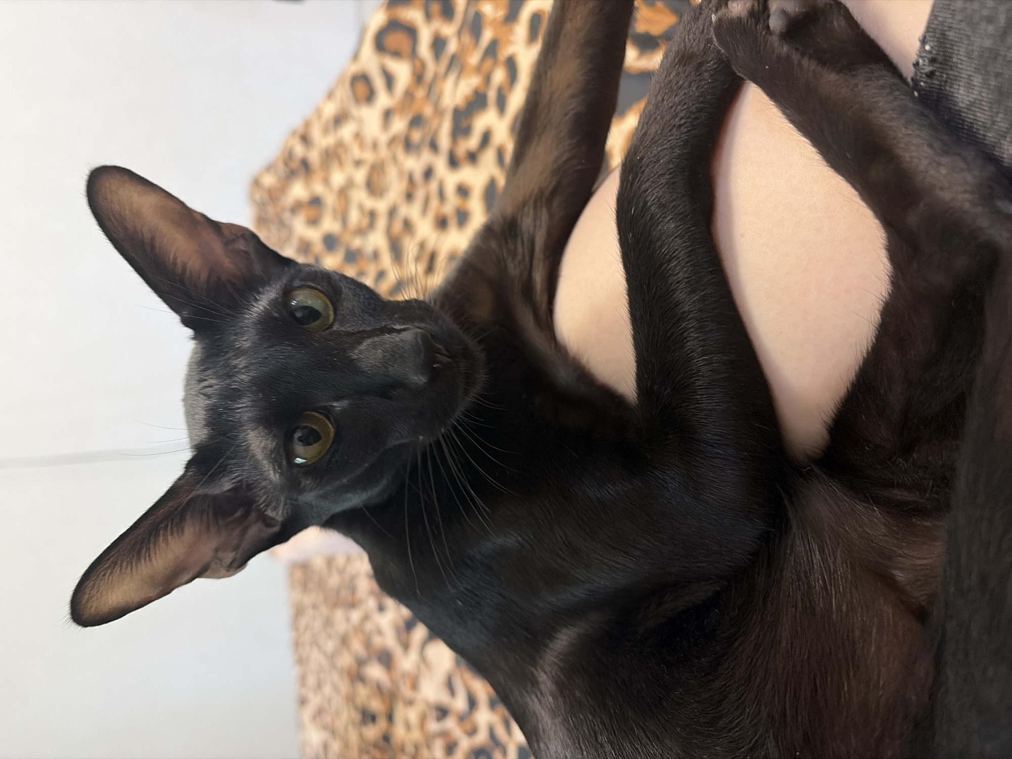 A black Oriental Shorthair cat with large ears and yellow-green eyes is lying on a person's lap, which is covered with a leopard-print blanket. The cat is facing the camera and its paws are resting on the person's leg and lap. The background is blurred and appears to be a wall. The scene is indoors and the lighting is natural. The image quality is good with sharp focus on the cat. This image was taken in Chaikovsky, Russia.