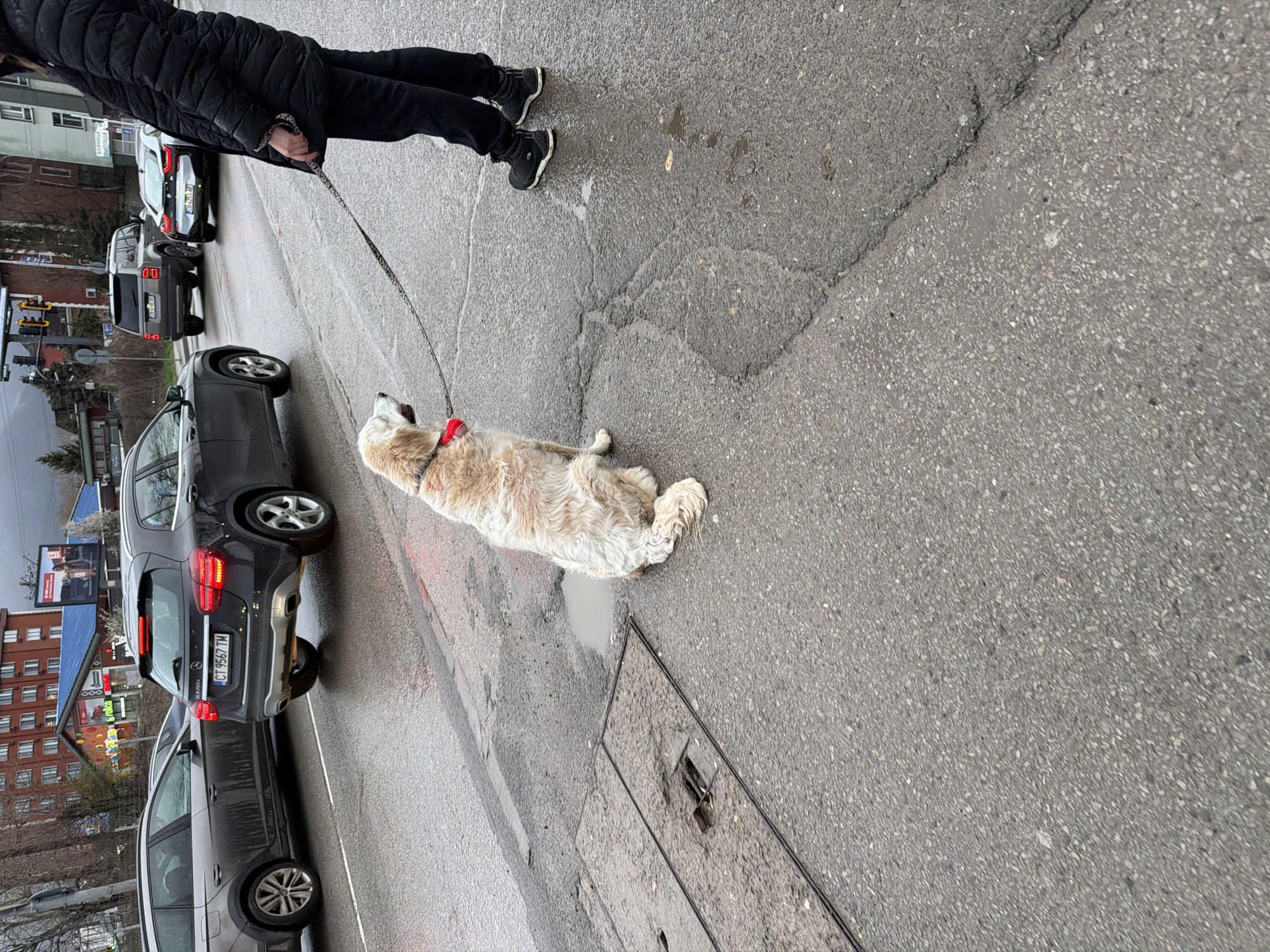 The image shows a person walking a fluffy white dog on a leash on a wet street in Sofia, Bulgaria. The person is wearing black clothing and black sneakers. The dog is lying down. Cars are parked on the street to the left. The license plate of a dark gray Mercedes GLA reads "CT 9567 TM". Buildings are visible in the background. The setting appears to be an urban environment, likely a residential or commercial area.