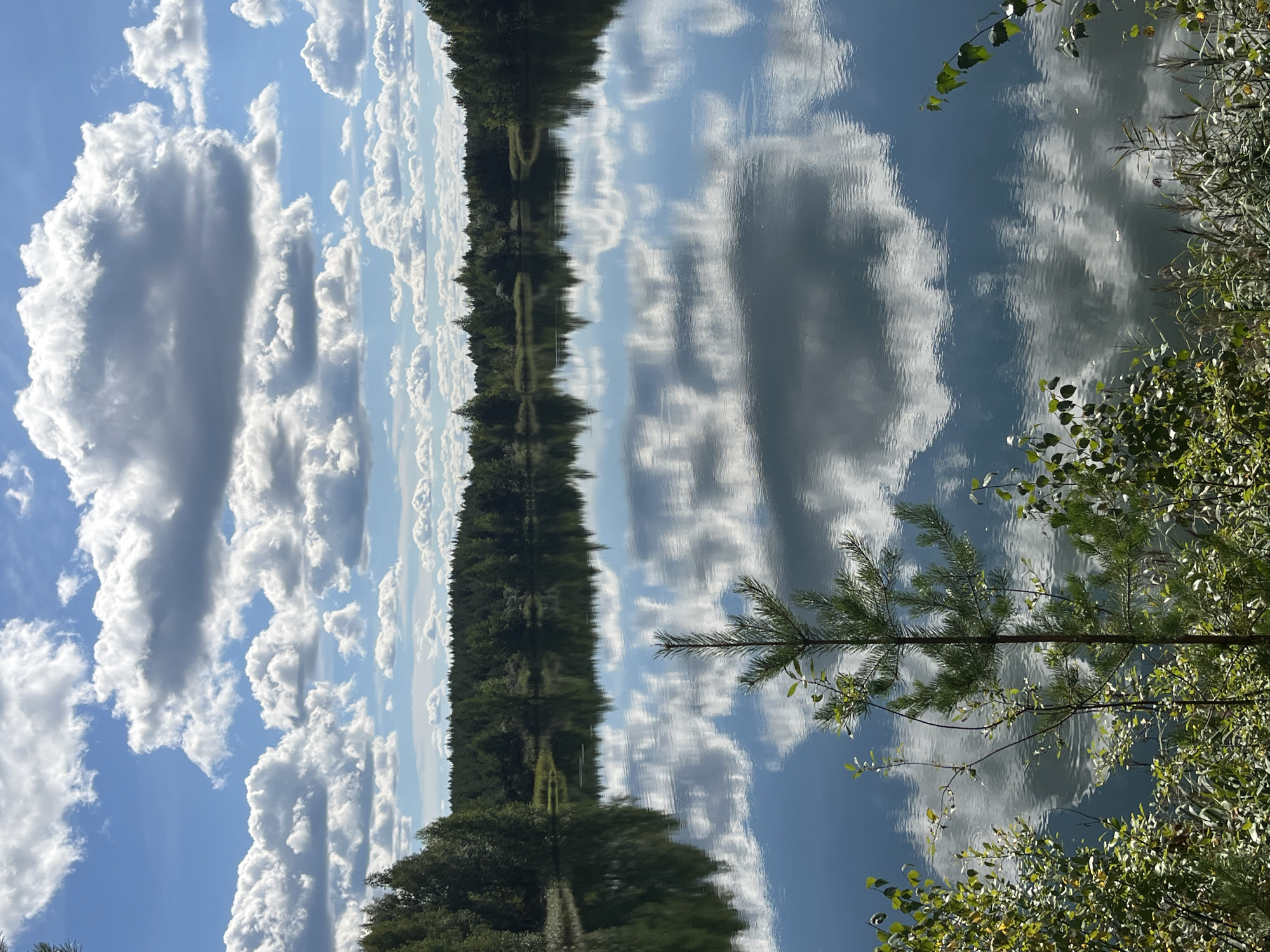 The image depicts a tranquil lake scene with a dense forest lining the far shore. The sky above is a vibrant blue, dotted with fluffy white clouds that are beautifully reflected in the calm water. A young pine tree stands in the foreground, its needles sharp and green, with some leafy branches to its left and right. The water's surface is smooth, creating a mirror-like effect that duplicates the sky and the surrounding trees. The overall impression is one of natural beauty and peacefulness. The location is identified as Novyi, Russia.