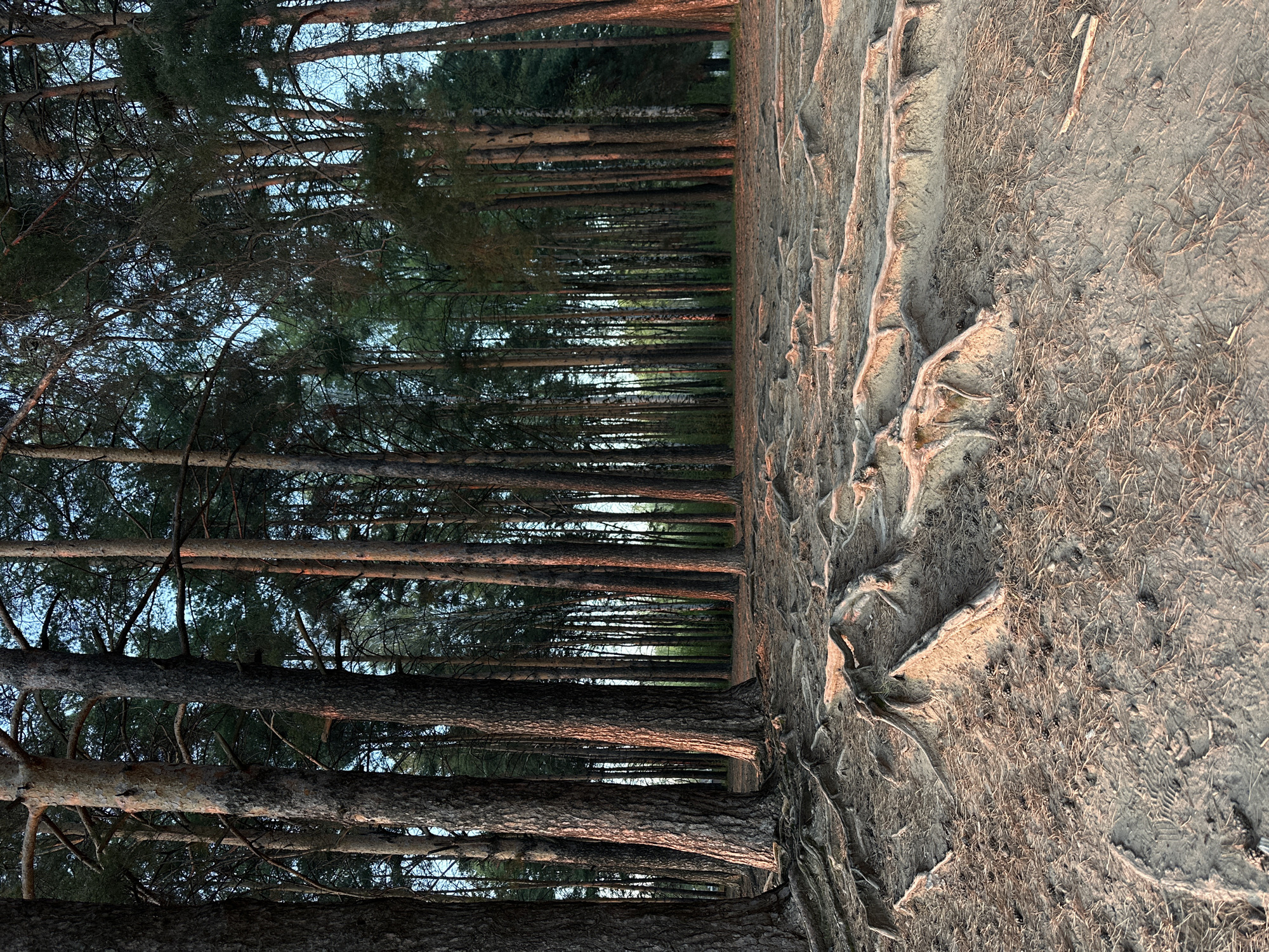 The image shows a forest landscape in Chaikovsky, Russia. A row of tall pine trees with slender trunks dominates the left side, reaching towards the sky. The trees are densely packed, creating a tunnel-like effect. Sunlight filters through the upper branches, creating alternating light and shadow patterns. The ground on the right side is sandy with exposed tree roots. Pine needles and small pine cones are scattered across the sand. The perspective is rotated 90 degrees counterclockwise.