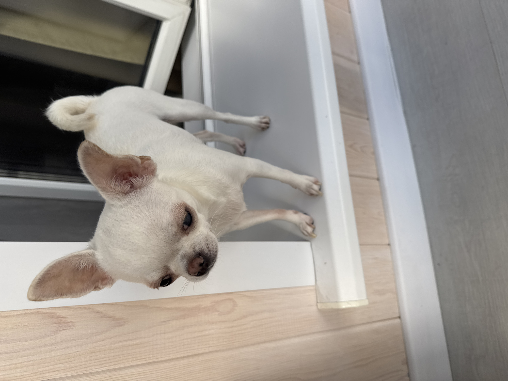 A white chihuahua stands on a windowsill, looking down. The dog is facing left, with its head tilted slightly. Its ears are perked up, and its tail is curled over its back. The windowsill is white and appears to be made of plastic. The wall behind the dog is covered in light-colored wood paneling. The floor below the windowsill is a light gray laminate. The image is taken from a slightly high angle, looking down at the dog. The scene appears to be indoors, likely in a residential setting. There is no specific indication of location in Novosibirsk, Russia.