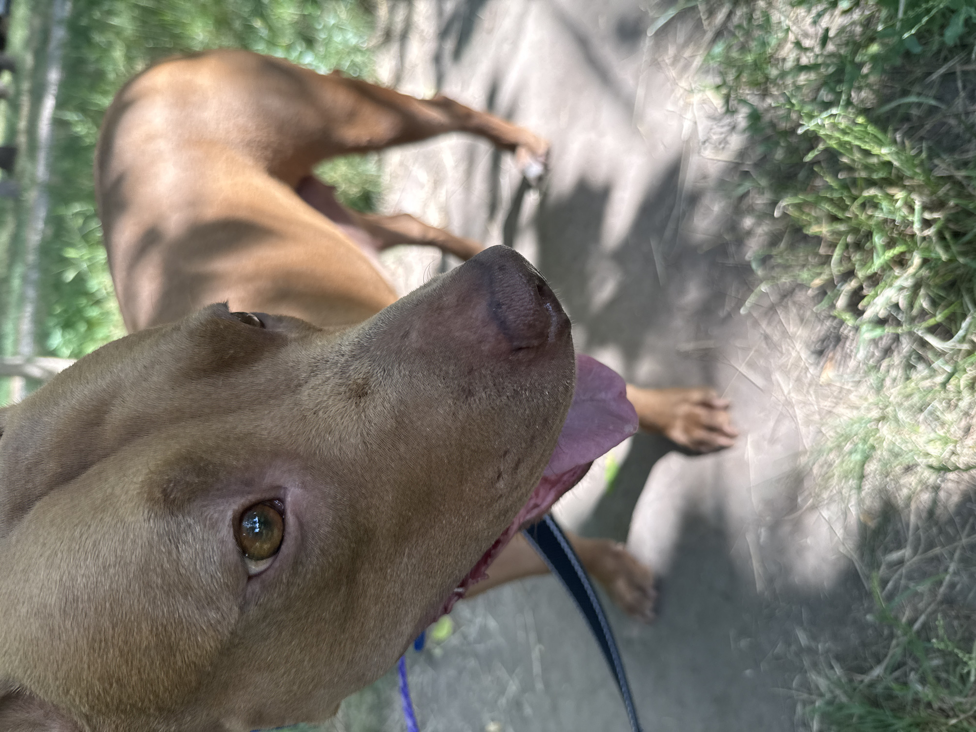 A tan dog with a pink tongue is captured from a low angle, its head and snout filling the left side of the frame. The dog's brown eye is visible, reflecting light. A blue and black leash is attached to the dog's collar, extending towards the left edge of the image. The background is a blurred mix of green grass and dappled sunlight, suggesting an outdoor setting. The ground beneath the dog appears to be a dusty or sandy surface with patches of grass. The overall scene is bright and appears to be taken on a sunny day.