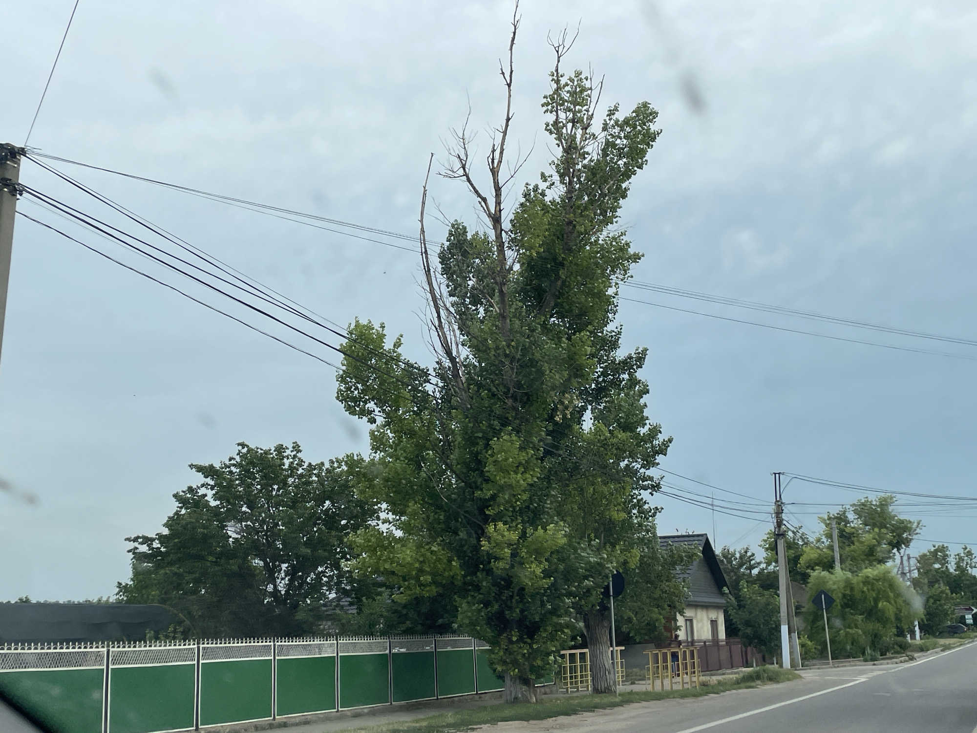 The image captures a street scene in Congaz, Moldova, under an overcast sky, suggesting it is a cloudy or possibly rainy day. The primary focus is a tall, mature tree with a significant portion of its upper branches appearing dead and bare, contrasting with the lush green foliage lower down. The tree stands beside a road with visible power lines running overhead, supported by utility poles.
In the foreground, a vibrant green fence with a decorative white railing runs along the side of the road, bordering a property. Behind the fence, several houses with dark roofs and some trees are visible. The road itself is paved and curves gently to the right, indicating a rural or semi-urban setting. There are no people visible in the image. The overall atmosphere is subdued due to the cloudy weather. No visible text is present.