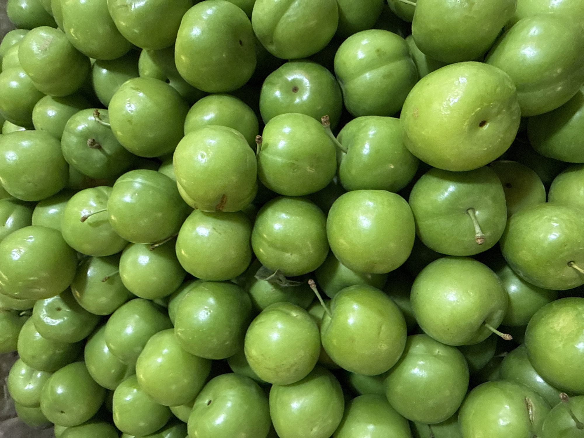 A pile of green plums fills the frame, positioned outdoors in a market setting, likely in Lokbatan, Azerbaijan. The plums are the sole subjects, with no people visible. They are plump and round, varying slightly in shade from a bright lime green to a deeper emerald hue. Some plums display small stems or the remnants of where a stem was attached. The lighting suggests it is daytime, casting soft reflections on the smooth skin of the fruit. The background is out of focus, hinting at other market stalls or produce, but the vibrant green of the plums dominates the visual field.