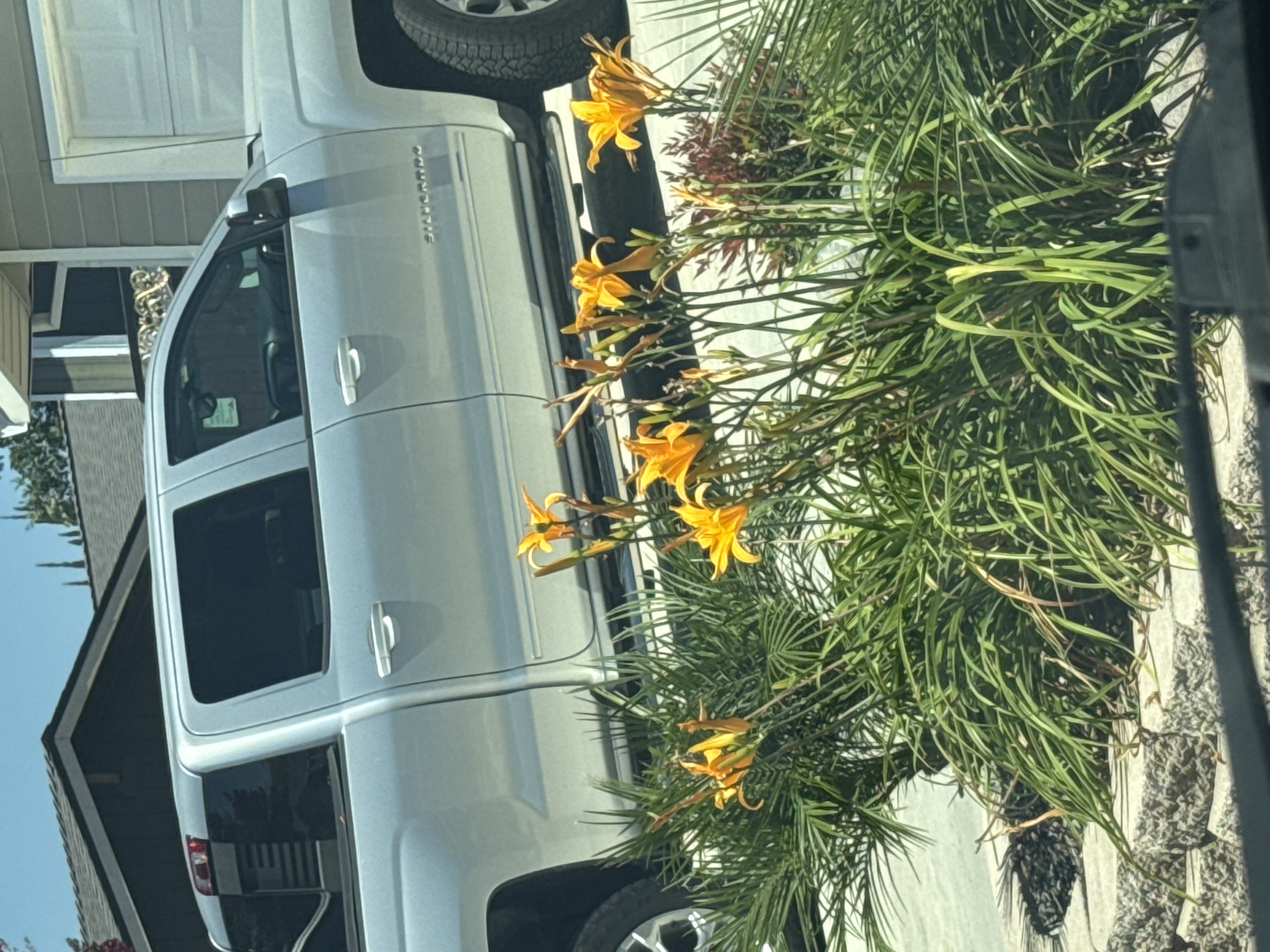 In Citrus Heights, California, a silver Chevrolet Silverado pickup truck is parked in a driveway. The truck is a crew cab model with tinted windows and chrome accents. In the foreground, a cluster of vibrant orange daylilies is in bloom, with lush green foliage surrounding them. The scene is set against the backdrop of a residential building with a dark-colored roof and a garage door. The driveway appears to be paved, with some decorative stone landscaping visible. The sky is clear and blue.