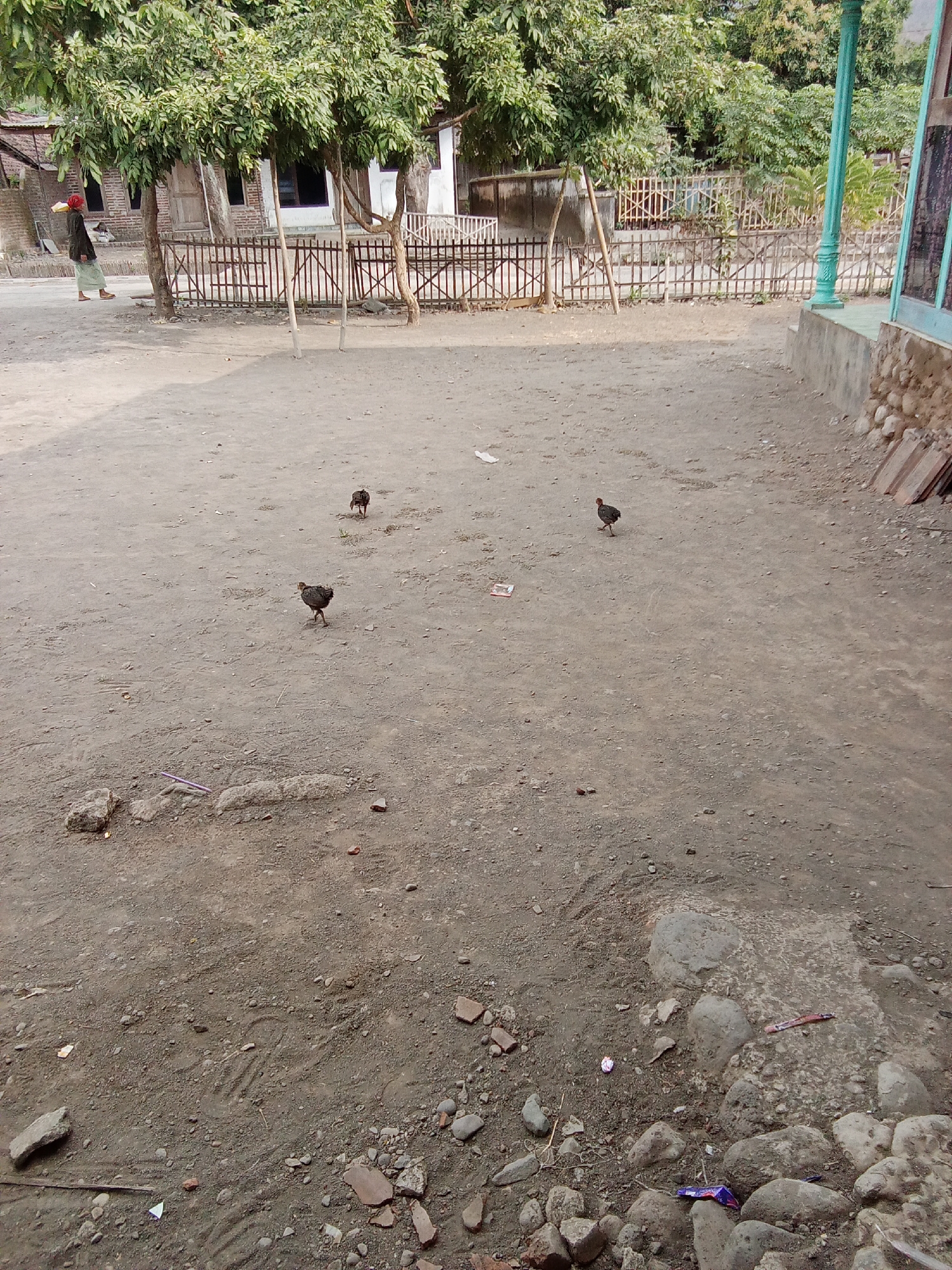 A person wearing a red headscarf and a dark garment walks in the background of a dusty, outdoor area. In the middle ground, three chickens are scattered across the ground. The environment appears to be a rural or semi-rural setting with a simple wooden fence and some trees. The ground is composed of dirt and small rocks. A portion of a building is visible in the background.