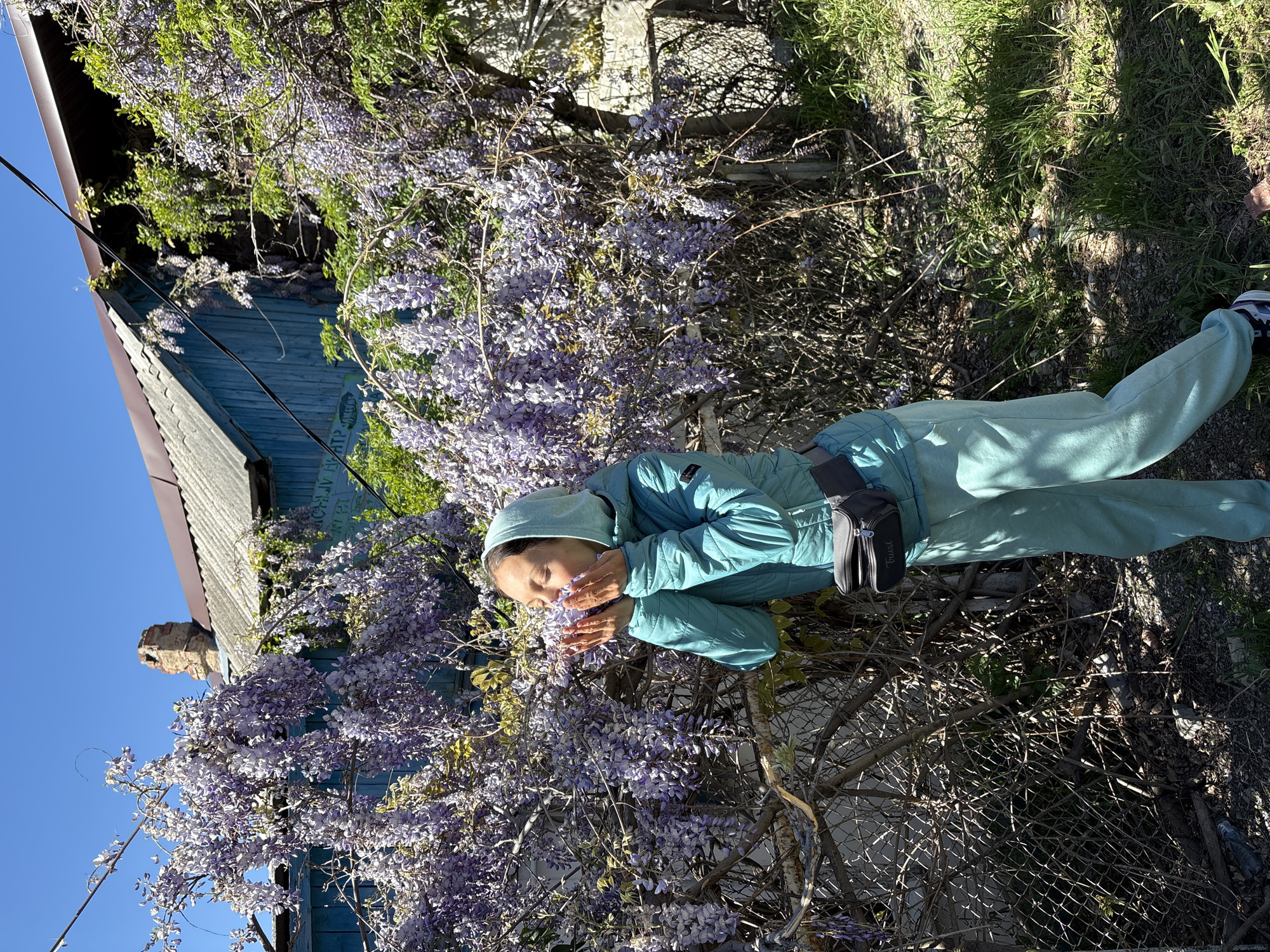 The media file captures an outdoor scene featuring a person enjoying abundant purple flowers under a clear blue sky. A young person, likely female, is the central subject, dressed in a light blue/teal hooded jacket and matching trousers. She is seen with her hands cupped around a cluster of the purple blooms, appearing to smell or closely observe them. A black fanny pack, with the word "Trust" visible on it, is worn around her waist.
The scene is dominated by a prolific wisteria plant, its purple flowers cascading over a chain-link fence and against an old, rustic blue wooden building. This building, possibly a house or shed, features a corrugated metal roof and what appears to be a brick chimney. Faint Cyrillic text, possibly graffiti, such as "OV BL HTP", can be seen on the blue wall of the building. Utility wires are visible against the bright sky in the upper left.
The ground is covered with grass, patches of dry earth, and scattered branches. The strong shadows and clear blue sky indicate bright daylight, likely midday or early afternoon, suggesting sunny weather. The overall setting is an overgrown garden or yard in Gelendzhik, Russia, with the person seemingly in a moment of tranquil appreciation for nature.