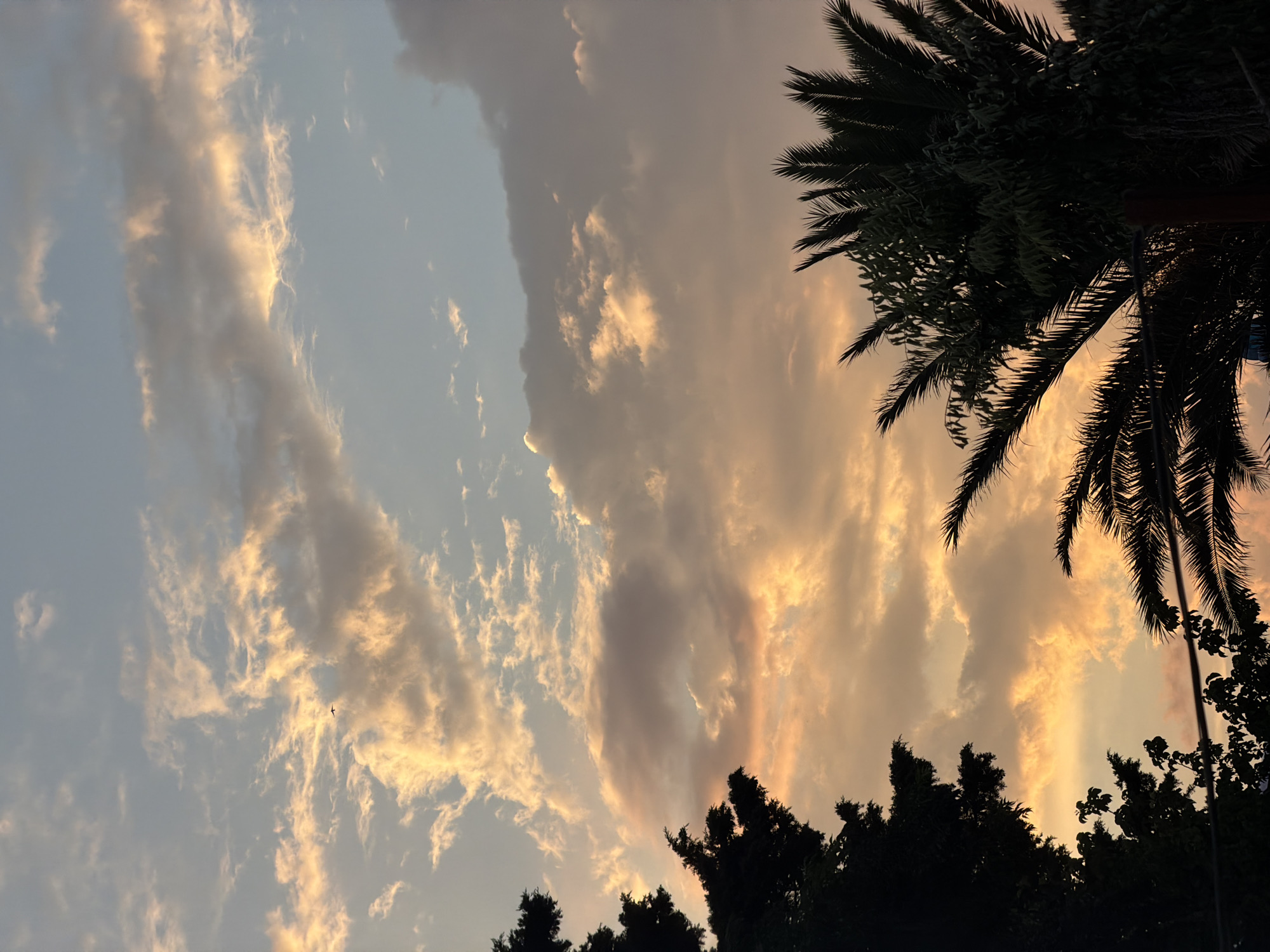 A vertical, low-angle shot captures a dramatic sky at sunset. The sky is filled with a mix of light blue and warm orange and yellow clouds, illuminated by the setting sun. Streaks of clouds are illuminated with golden light, while others are a darker grey, creating a textured and dynamic scene. In the foreground, silhouetted against the vibrant sky, are the dark shapes of palm trees and other foliage, with some branches extending into the frame. A single bird is visible in the distance, soaring through the illuminated clouds. The scene evokes a sense of tranquility and natural beauty, characteristic of a warm evening. The location is Budva, Montenegro. The time of day is sunset.