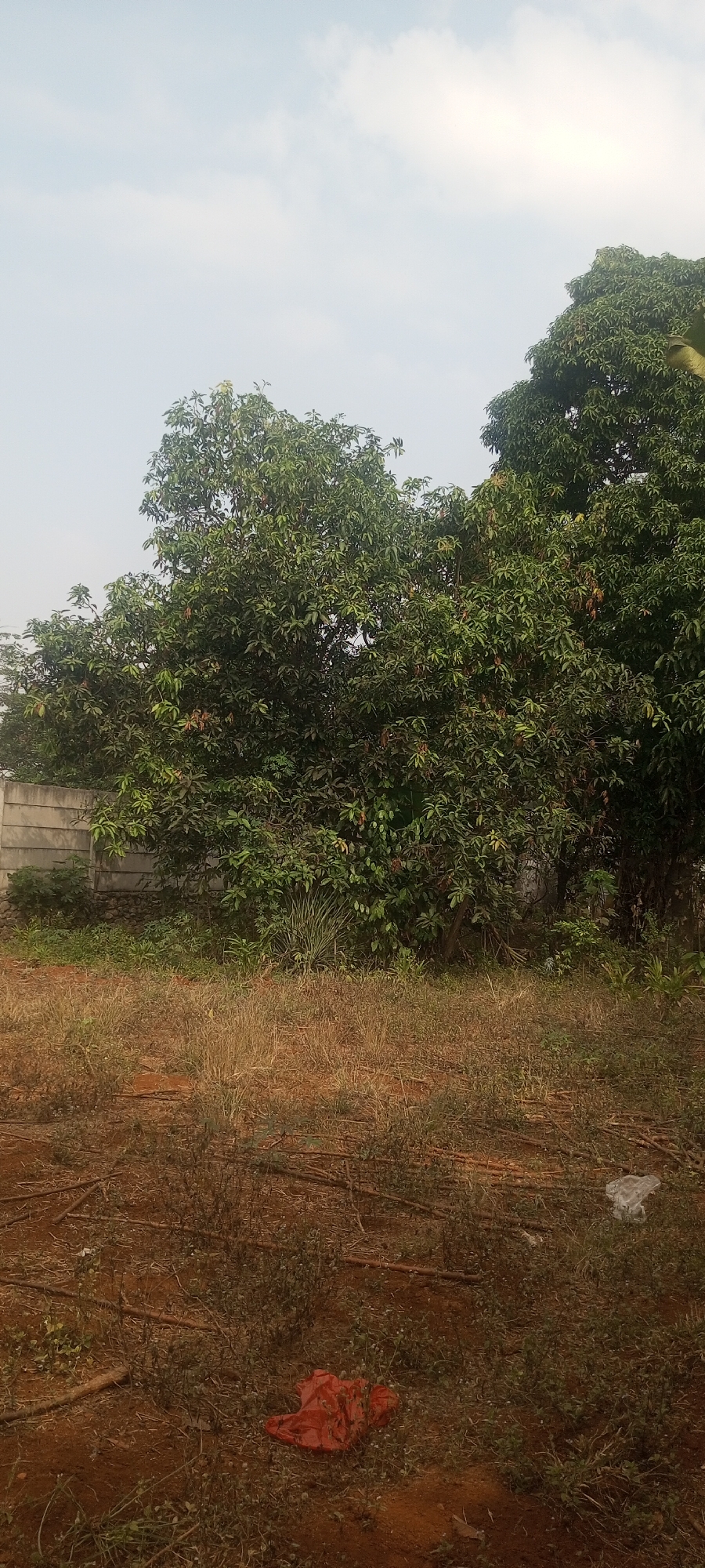 The image depicts an outdoor scene with lush green trees dominating the background. A concrete wall runs horizontally behind the trees. The foreground consists of dry, brown grass and dirt, with some scattered twigs and a small piece of red material and a crumpled white plastic bag lying on the ground. The sky is overcast with pale clouds. The setting appears to be a residential area or an undeveloped plot of land in Taman Rahayu, Indonesia, characterized by its tropical vegetation and simple construction elements. There are no people or animals visible in the frame, and no activity is taking place.