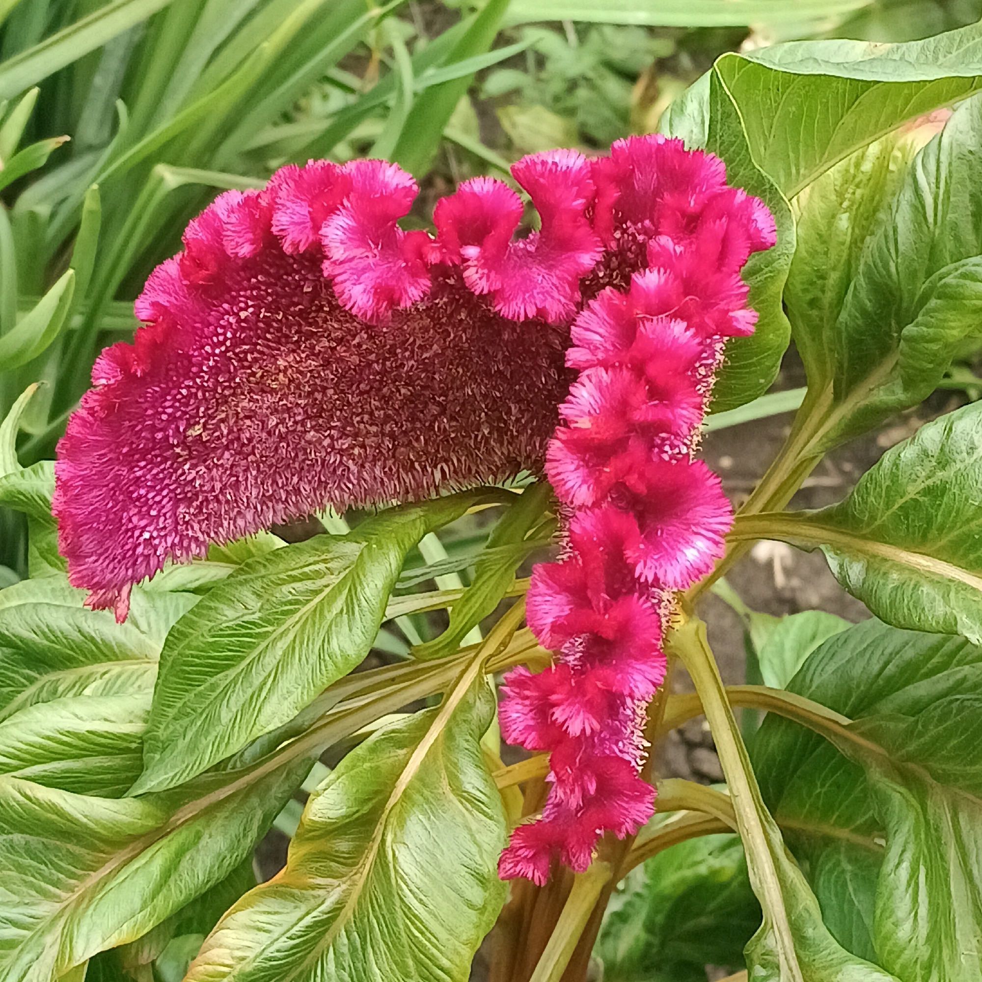 A close-up, eye-level shot captures a vibrant magenta-pink Cockscomb flower (Celosia cristata) in bloom. The flower's distinctive crested and convoluted structure is prominently displayed, with its velvety texture and ruffled edges. The flower is surrounded by large, textured green leaves that are slightly out of focus, providing a soft backdrop. The overall impression is one of lush, natural beauty. This image was taken in Samara, Russia.