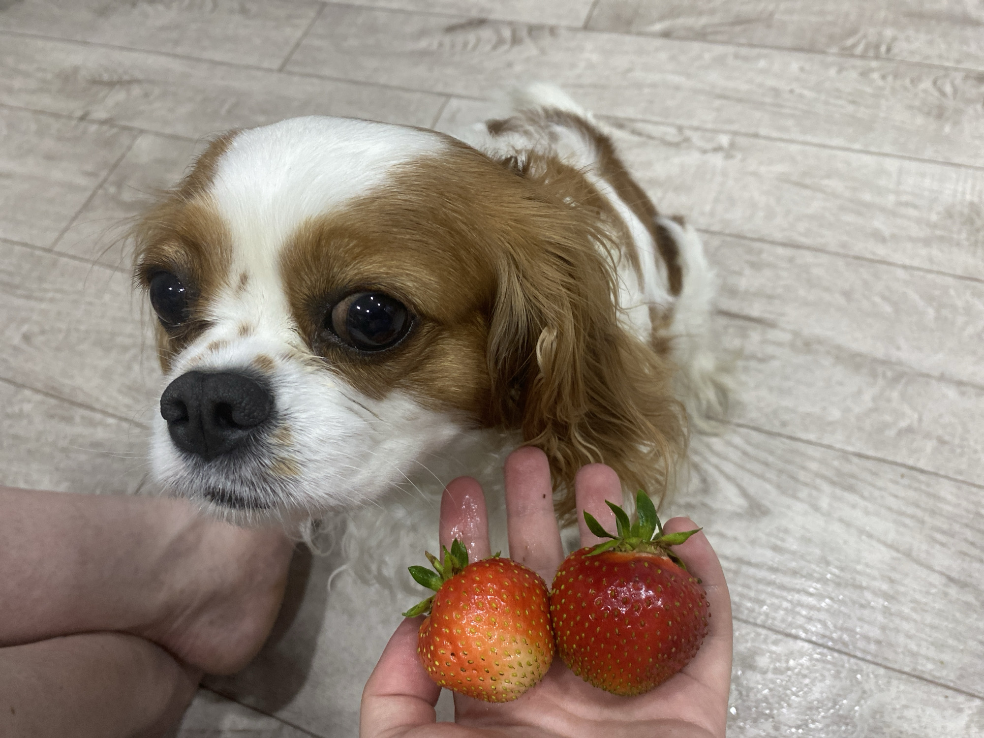 A close-up, eye-level shot shows a Cavalier King Charles Spaniel's face and paws holding two strawberries. The dog has brown and white fur and large, dark eyes. Its nose is black and moist. The strawberries are red and ripe, one with a greenish stem. A human hand is visible supporting the strawberries, with part of a leg and foot in the lower left corner of the frame. The background is a light-colored wooden floor.