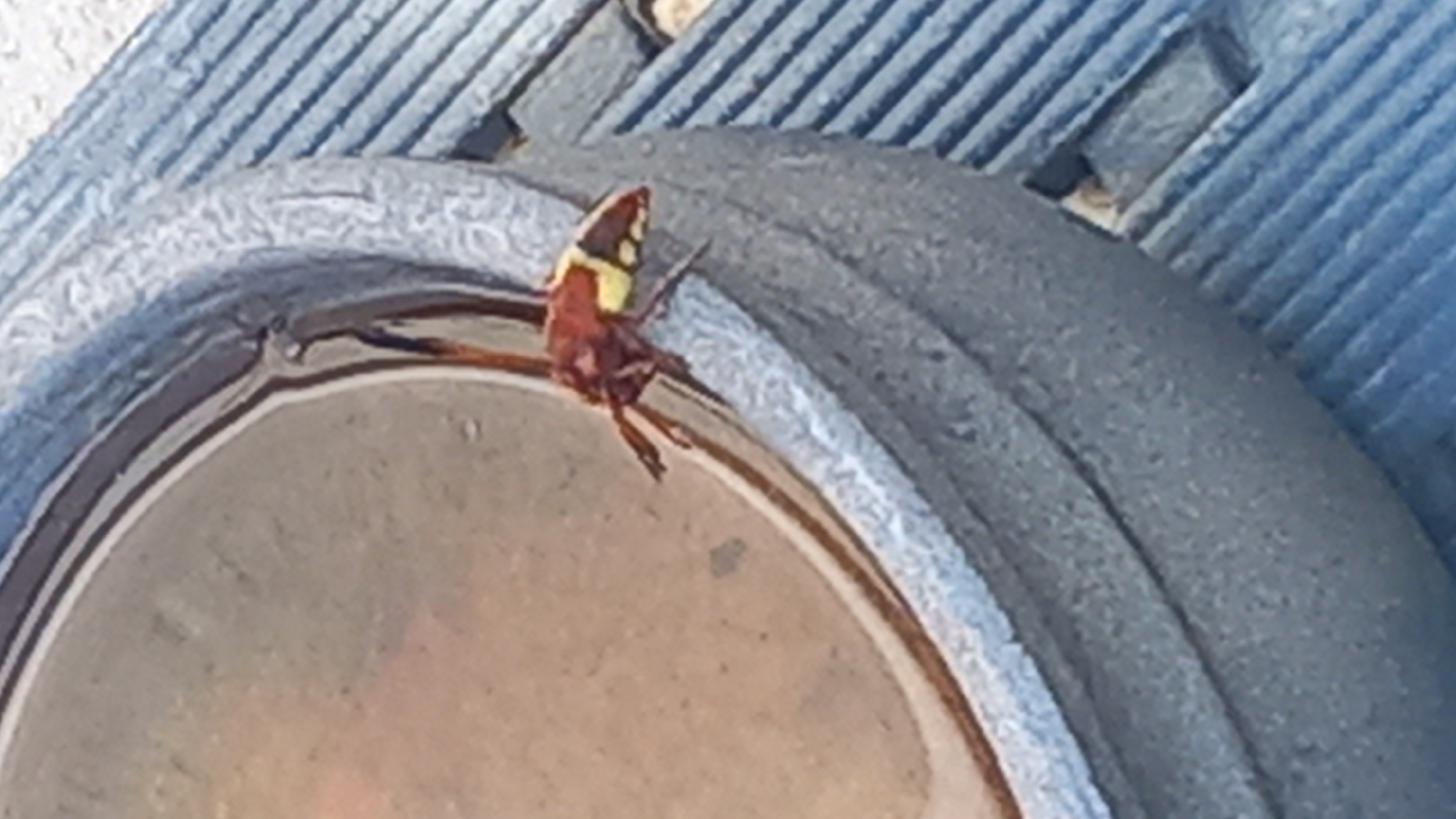 A close-up, high-angle shot shows a hornet with red and yellow markings on its abdomen perched on the rim of a grey birdbath. The birdbath contains shallow, murky water. The background is a blue, ridged surface, possibly a deck or patio. The scene appears to be outdoors.