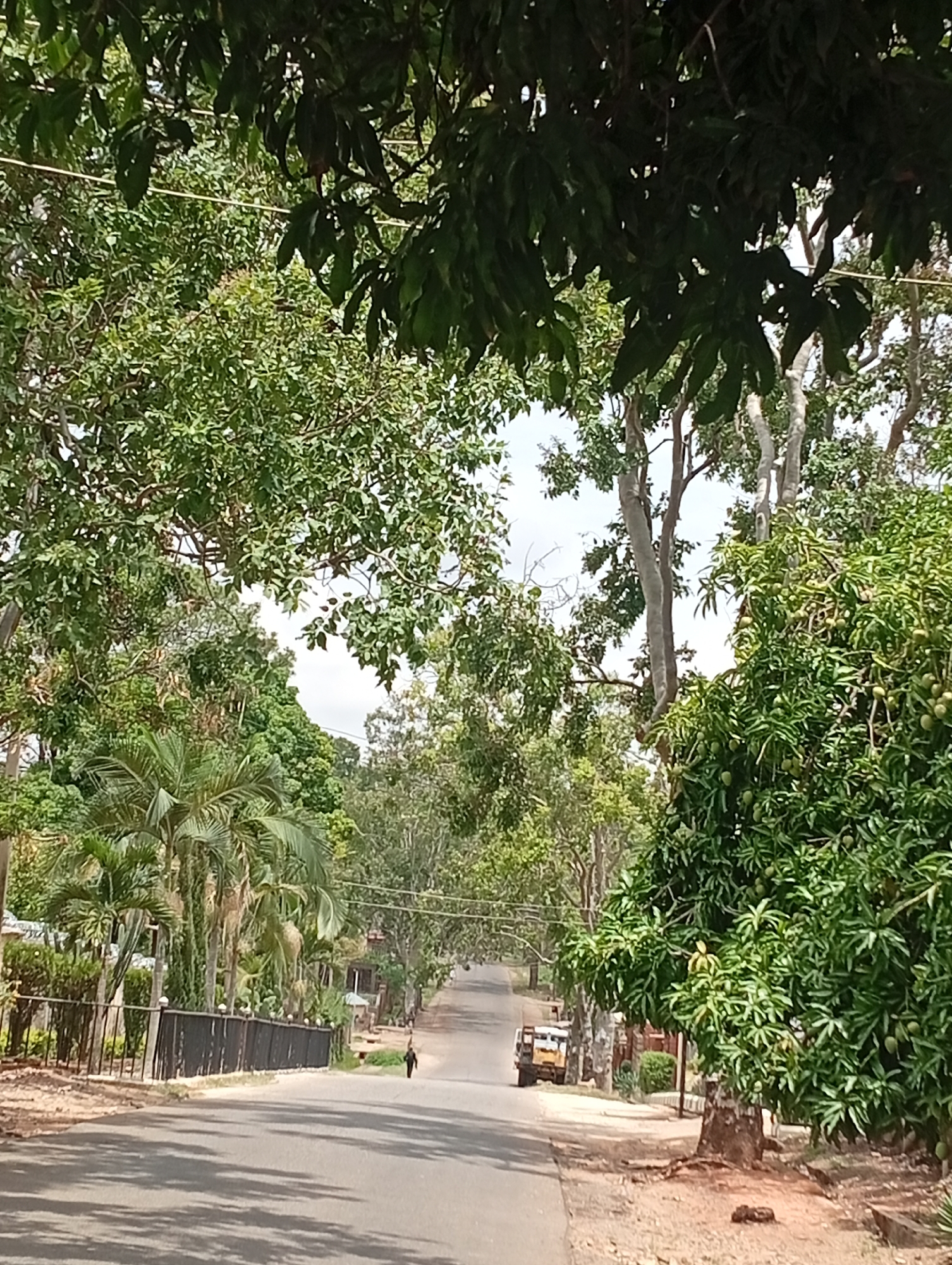 A street view in Jos, Nigeria, shows a paved road flanked by lush greenery on either side. Trees line the road, creating a canopy overhead. A single person walks in the distance down the road. A small truck is parked on the side of the road. A fence is partially visible on the left side of the road.