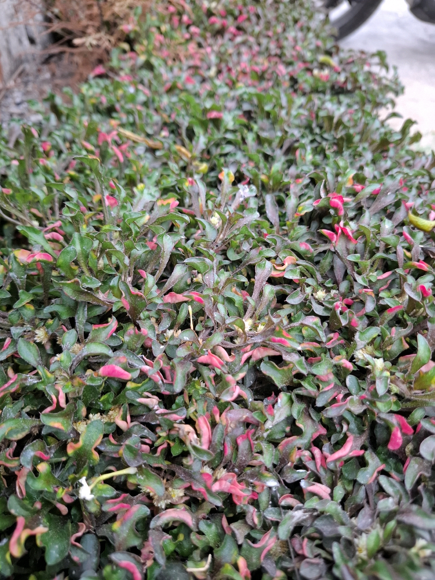 A close-up, low-angle shot focuses on a dense ground cover of small, multi-colored leaves in Sembung, Indonesia. The leaves exhibit a gradient of colors, from dark green to lighter shades of green, interspersed with vibrant pink and some yellow hues, particularly on the edges and tips. The foliage is tightly packed, creating a textured carpet. Small, light-colored flower buds or dried seed heads are visible in scattered locations throughout the plant life. In the upper left of the image, dry, brown, twig-like material, possibly dead plant matter or mulch, is out of focus. In the upper right, a blurred section of a dark, circular object, likely a vehicle tire, suggests an urban or roadside environment. The ground beneath the plants appears to be a mix of soil and possibly small stones. The lighting is moderate, casting subtle shadows within the dense foliage.