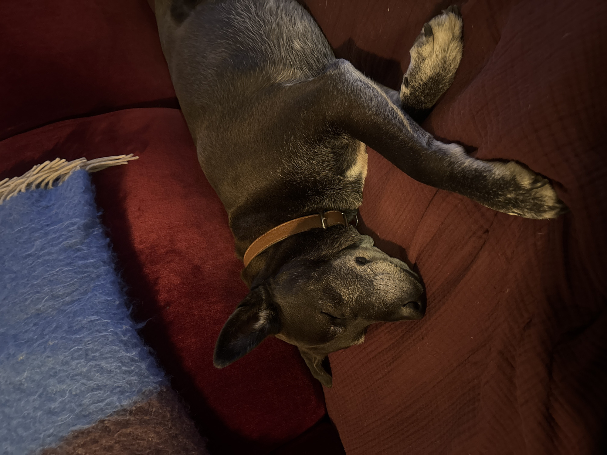 An indoor scene depicts a medium-sized dog sleeping on a dark red upholstered surface, consistent with a couch or sofa. The dog is positioned on its right side, facing towards the lower-left of the frame, with its eyes closed. Its fur is predominantly dark gray to black, with lighter gray or white fur visible around its muzzle, chest, and paws. A light brown leather collar with a silver-colored buckle is fastened around its neck. The dog's front paws are crossed over each other. In the upper-left quadrant of the image, a blue, shaggy textile object, possibly a blanket or throw pillow with light-colored tassels, rests against a dark red cushion. The lighting is low. No discernable elements within the image provide information regarding a specific location within New York City, United States of America, or any other geographic location.