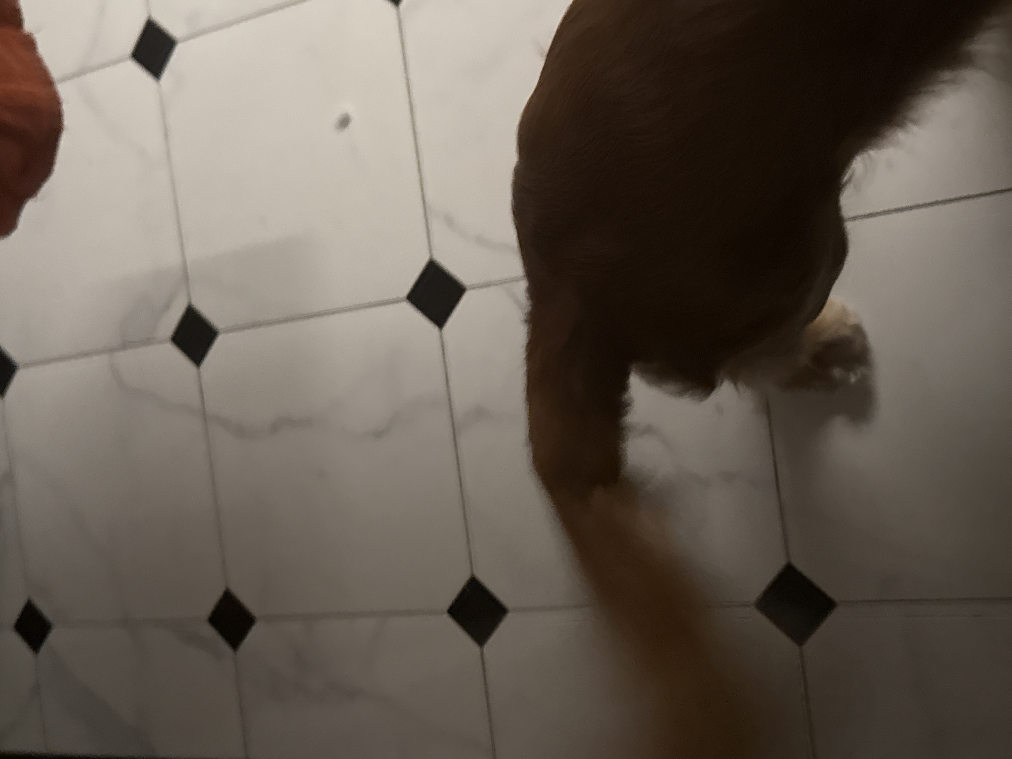 An overhead, close-up shot captures the rear end and wagging tail of a golden-brown dog standing on a floor with a checkerboard pattern of white marble tiles and black diamond inlays. The dog's tail is blurred, indicating motion. The floor also features faint grey veining within the white tiles. In the upper right corner of the image, a portion of an orange object, possibly a blanket or piece of clothing, is visible. The lighting is dim, creating shadows on the floor. The location is unknown.