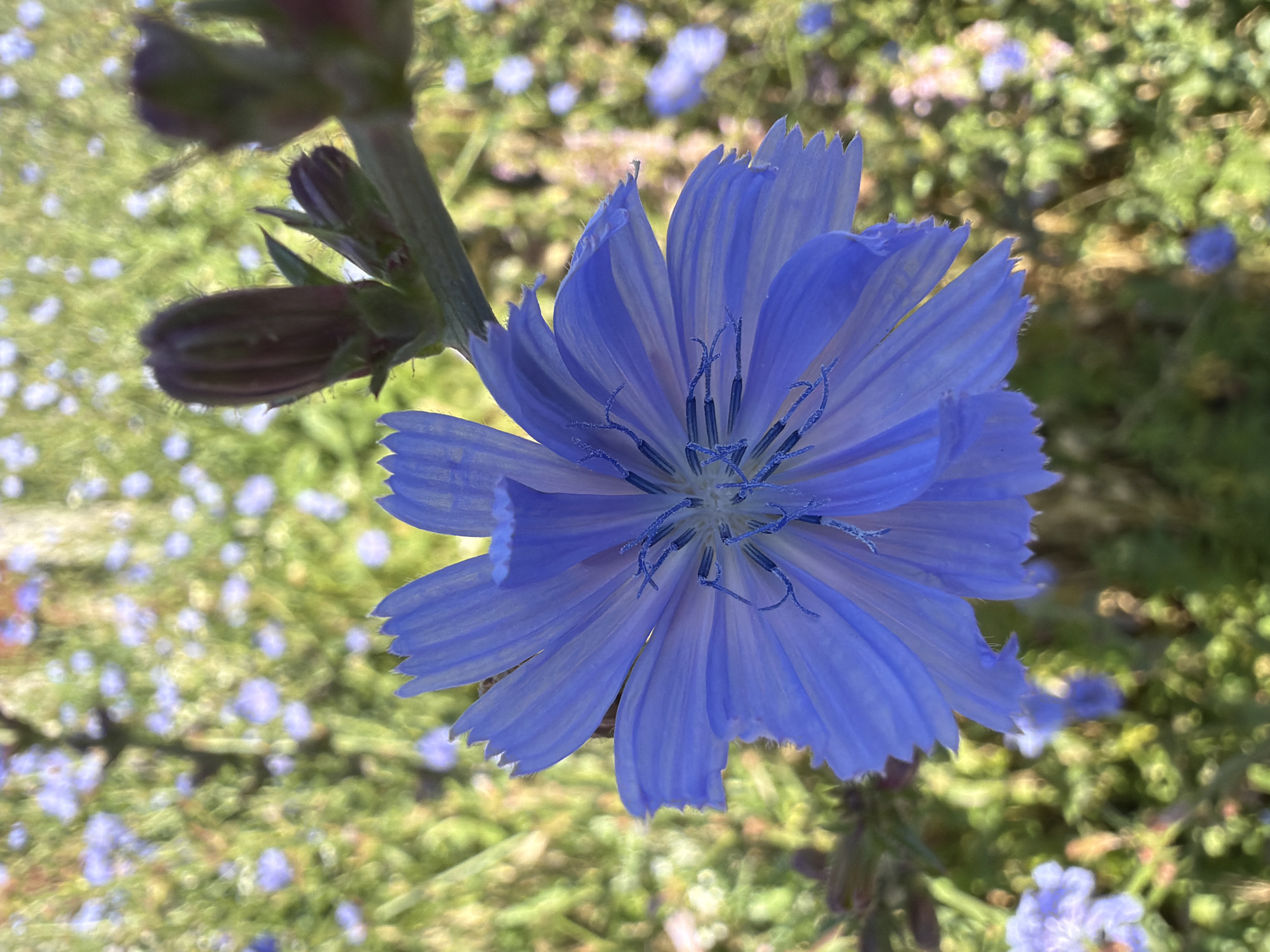The image is a close-up, slightly overhead shot of a single vibrant blue chicory flower in bloom, positioned slightly off-center to the right. The flower's petals are unfurled, revealing a delicate, star-shaped center with fine, blue stamens. The edges of the petals are serrated, and the overall texture appears slightly fuzzy. Above and to the right of the main flower, several dark, purplish buds are visible on the same stem, some partially opened.
The background is a soft, bokeh blur of a field filled with numerous small, lighter blue chicory flowers and green foliage. The lighting suggests a sunny day, casting a gentle illumination on the scene. No people or animals are visible. The image appears to have been taken outdoors in a natural setting, likely a meadow or a field.
The location is identified as Chernihiv, Ukraine.