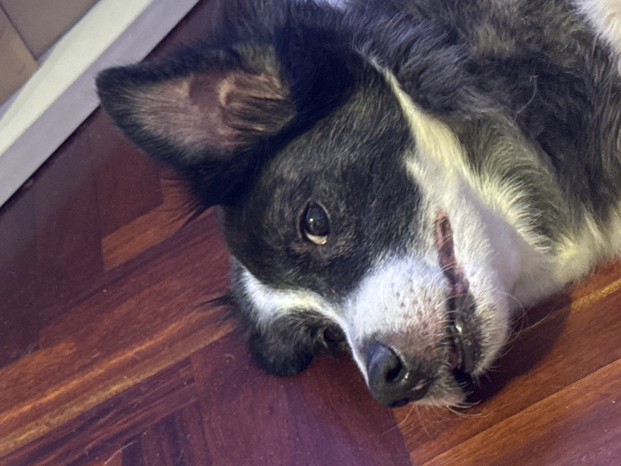 A close-up, eye-level shot features a dog lying on a wooden floor. The dog, with black and white fur, is positioned on its side, facing left. Its mouth is slightly open, revealing its teeth and tongue, and its eyes are open and looking to the left. The floor is made of polished, dark red wooden planks. A sliver of a white baseboard is visible in the upper right corner of the image, suggesting an indoor setting. The lighting appears to be artificial, casting soft shadows. The image does not contain any information about the city of Vigo, Spain.
