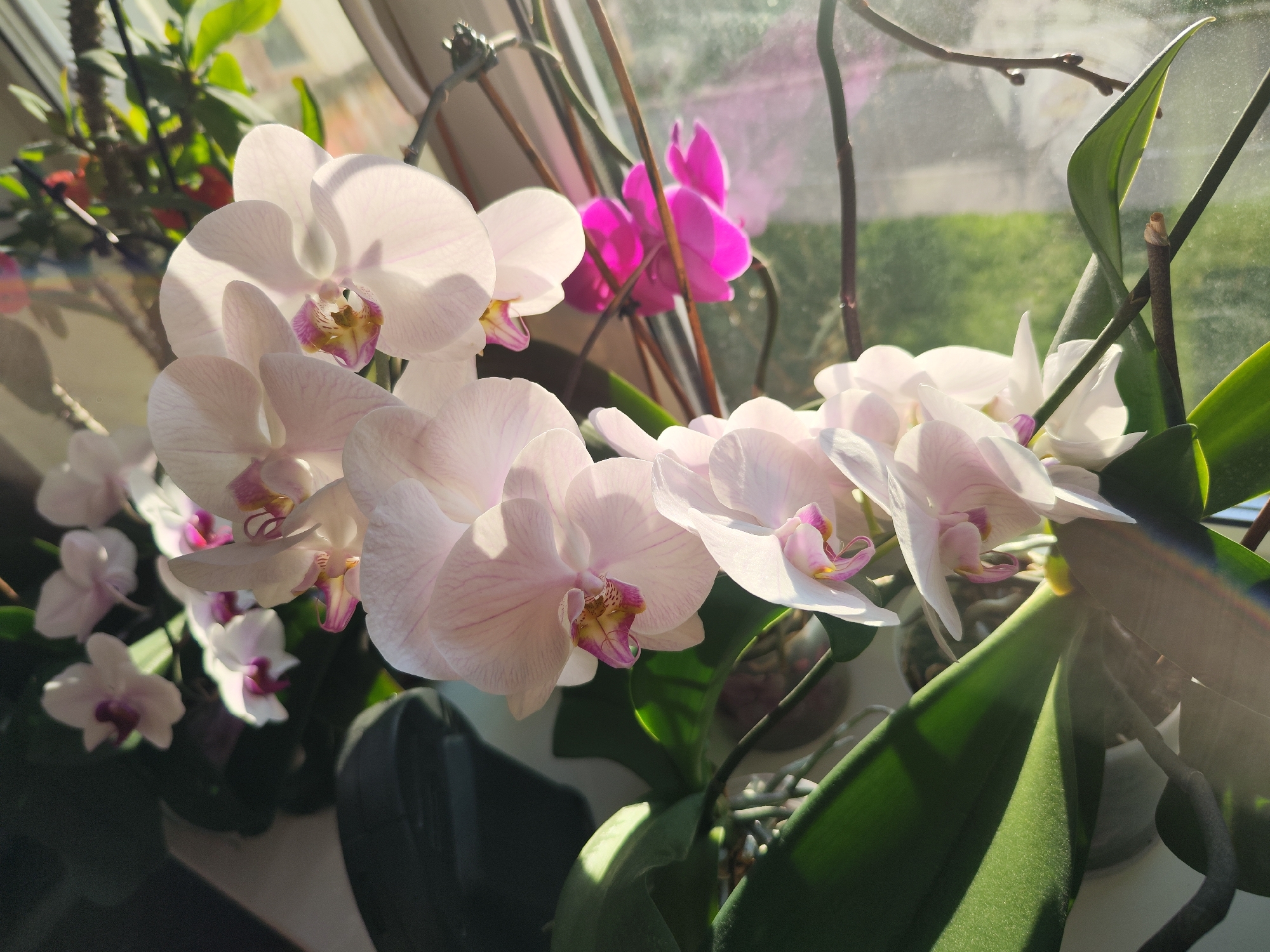 The image shows several orchid plants in pots, likely indoors, given the presence of a window and the controlled lighting. The orchids are of various colors, including white with pink accents and a vibrant magenta. The petals of the white orchids appear translucent due to the backlighting. The plants are in full bloom, with multiple flowers visible. Green leaves of the orchid plants are also visible. The background is somewhat blurred, suggesting depth of field. The location, city, and other specific details are not discernible from the image.