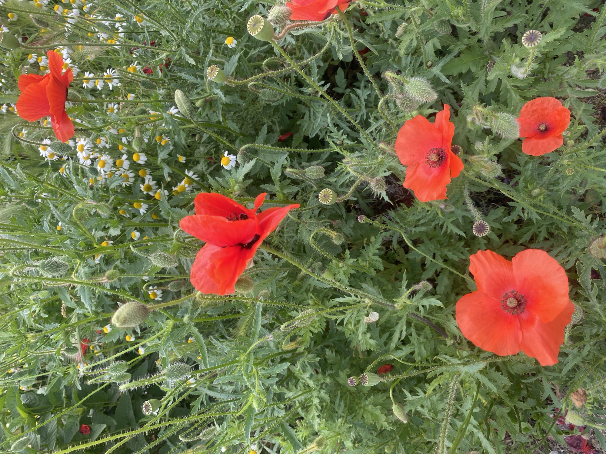 The image captures a vibrant close-up view of a dense patch of wild red poppies and white daisy-like flowers, likely in a field or natural garden setting in Dnipro, Ukraine. The perspective is looking down into the foliage, showcasing the rich textures and colors of the plants.
The most prominent subjects are several bright red poppies, each with delicate, crinkled petals and a dark central stamen cluster. There are at least five fully open poppies scattered across the frame, along with numerous poppy buds and developing seed pods in various stages. The buds are typically hairy and green, while the seed pods show a distinctive ridged cap. The poppies' stems are slender, often hairy, and some exhibit characteristic curls.
Interspersed among the poppy foliage and stems are countless small white flowers with yellow centers, resembling chamomile or wild daisies, adding a contrasting delicate texture and color to the scene. The overall greenery is lush, consisting primarily of the deeply lobed and serrated leaves of the poppies, along with other wild grasses and green plants.
The lighting suggests it is daytime, with soft, natural light illuminating the flowers and foliage. There are no harsh shadows, indicating either an overcast sky or soft, diffused sunlight. The scene evokes a sense of natural beauty and the abundance of spring or early summer. No visible text is present in the image.
