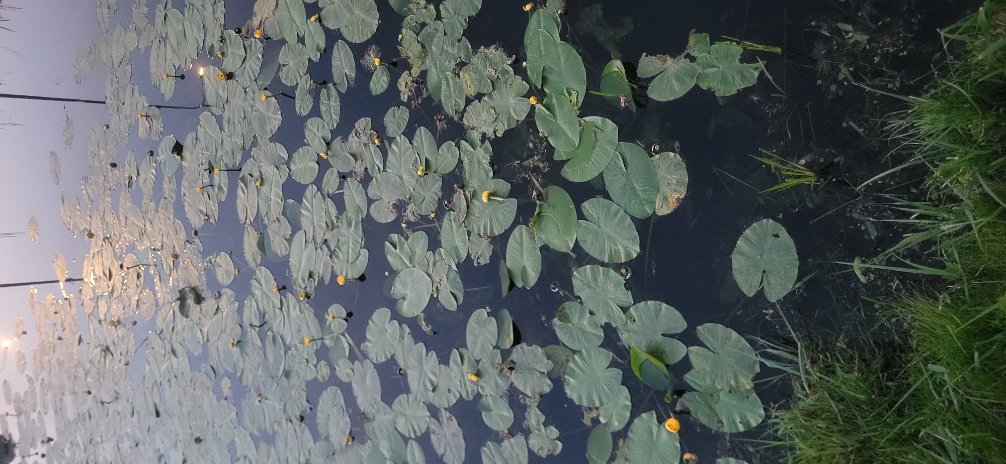 The image depicts a calm body of water, likely a pond or slow-moving river, covered with numerous lily pads and a few yellow water lilies. The water is dark and reflects the soft light from what appears to be a twilight sky. Tall, thin reeds or stalks emerge from the water in a few places. The foreground shows a patch of green grass growing along the edge of the water. There are no people or animals visible in the image. The scene is tranquil and natural. Based on the available information, this scene is not specifically identifiable to a particular location in Moscow, Russia. It represents a general natural setting.