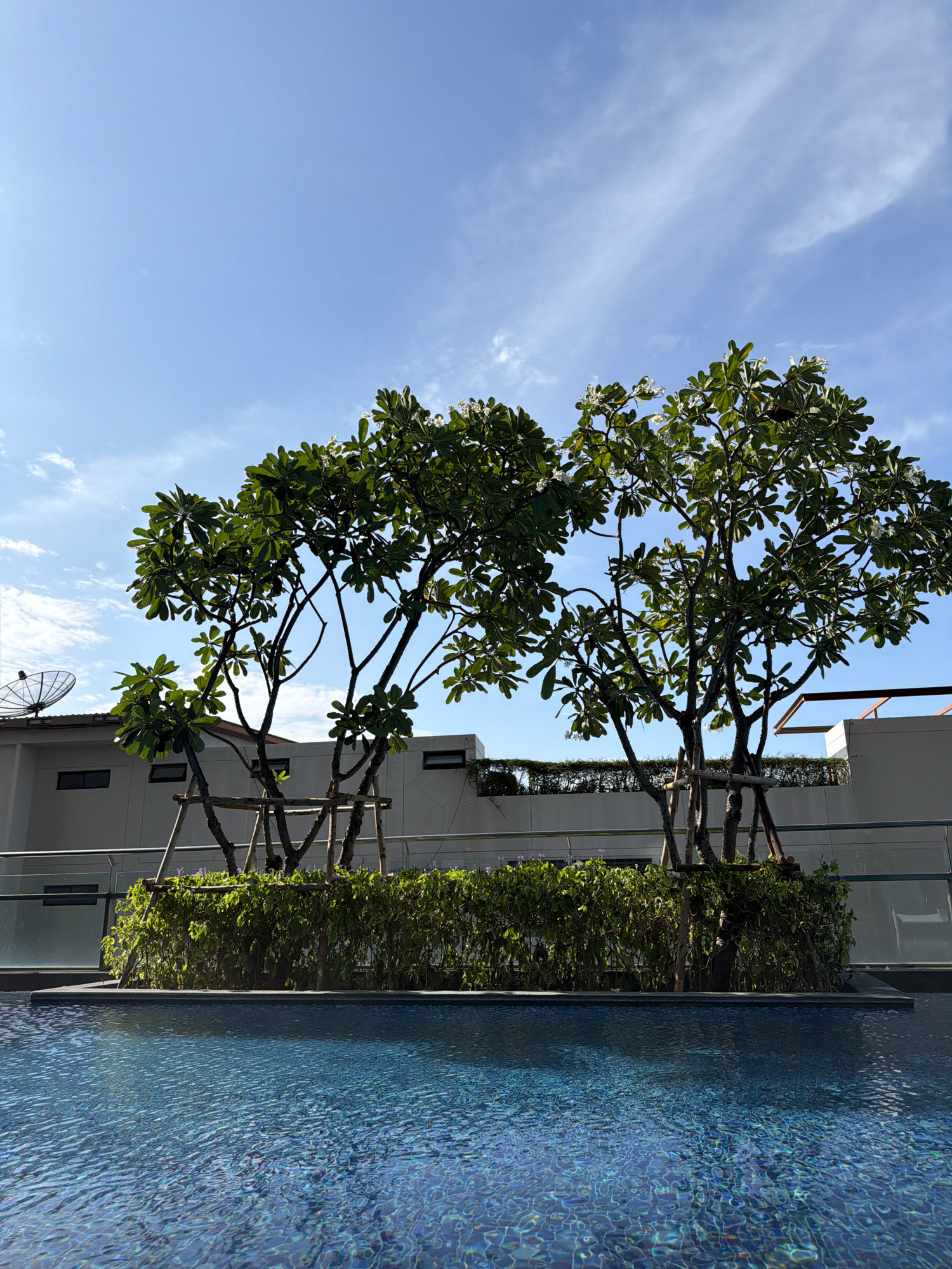 A swimming pool with blue-tiled mosaic floor and rippling water is in the foreground. Behind the pool, a line of dense green shrubs runs horizontally, with two trees with lush green foliage and white flowers planted in front of them. The trees are supported by wooden stakes and crisscrossed wooden beams. Beyond the shrubs and trees, a building with white walls and a satellite dish on the roof is visible. The sky above is clear blue with sparse, wispy clouds. The scene appears to be an outdoor area, likely a hotel or residential complex in Hua Hin City Municipality, Thailand, given the tropical vegetation and building architecture. There are no people or animals visible in the image.
