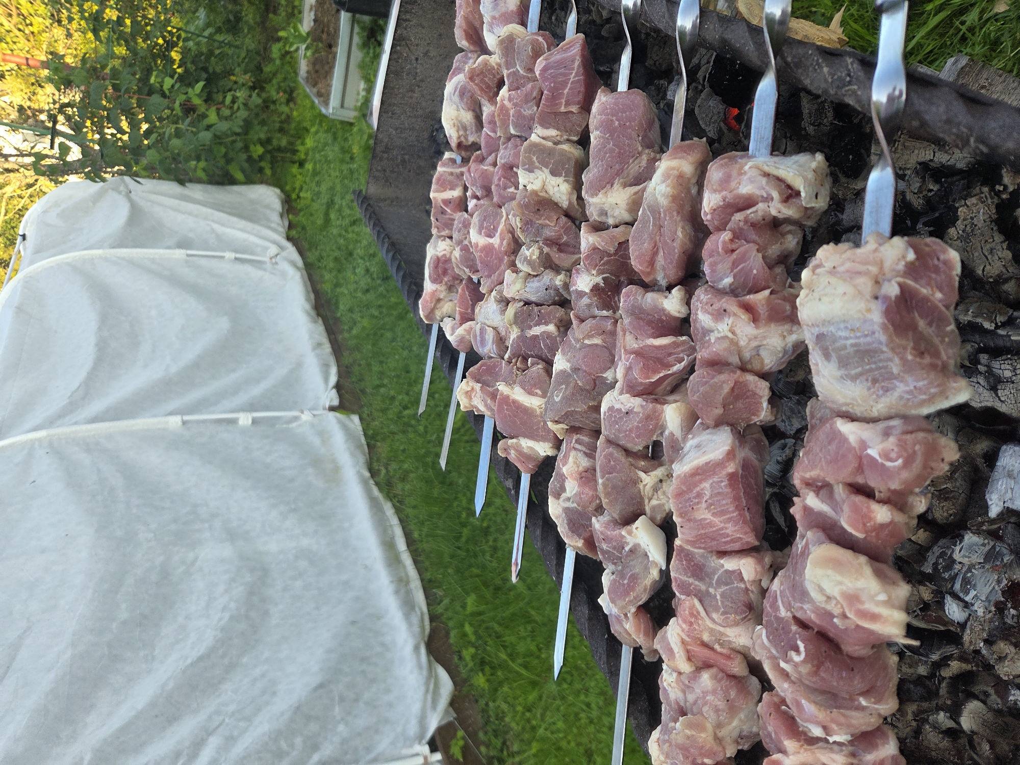 In Frolovo, Russia, a collection of skewers laden with raw, cubed meat is arranged on a grill over glowing coals. The meat appears to be pork, characterized by its pink hue and visible streaks of fat. The skewers are laid out in rows, with some partially visible beyond the foreground. The grill itself is black and appears to be a portable barbecue. In the background, a large white tarp covers a structure, possibly a greenhouse or shelter, partially obscuring lush green grass and foliage. The lighting suggests it is daytime, with sunlight casting shadows and highlighting the scene. There are no people or animals visible in the image.