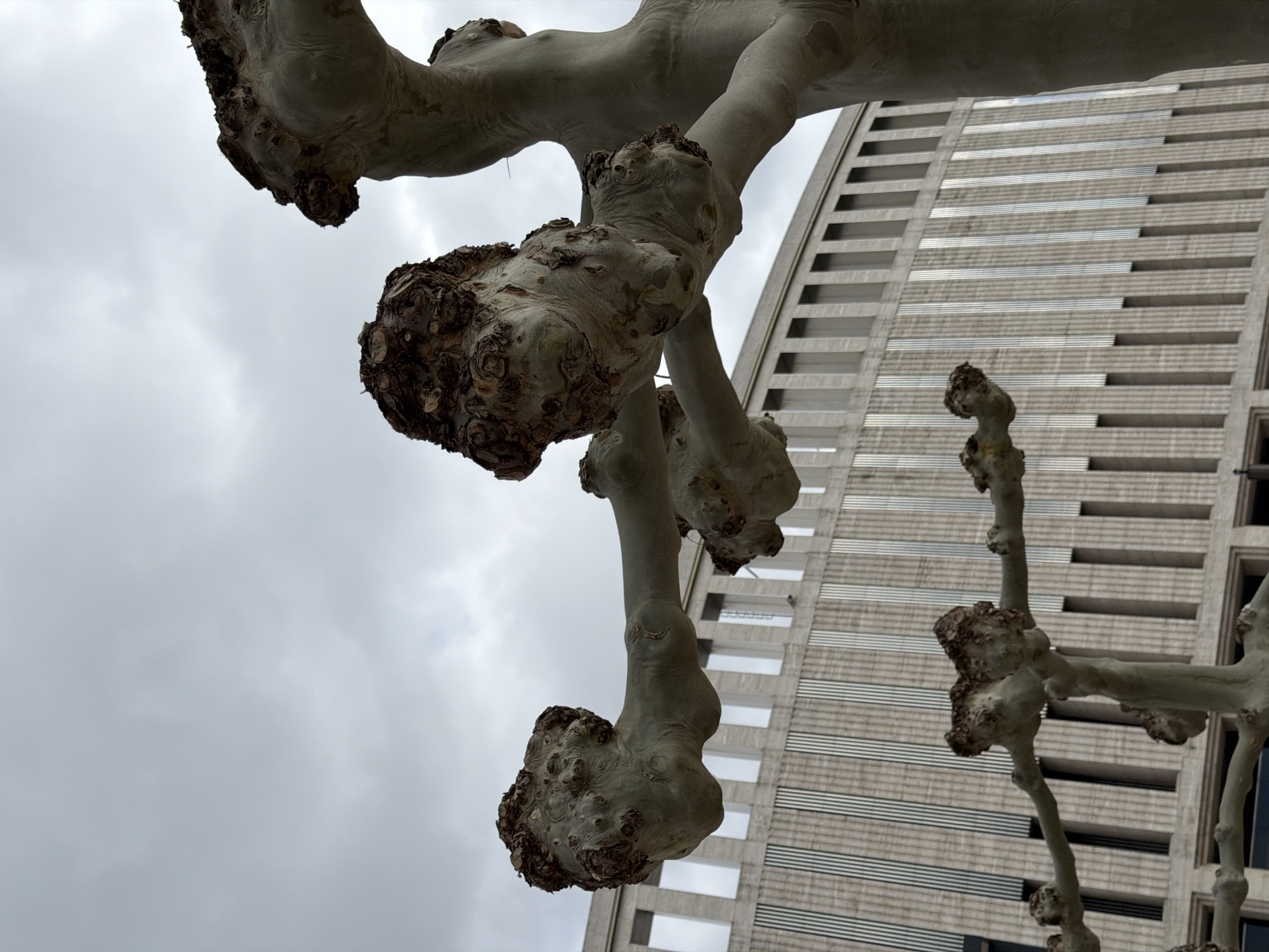The image captures a close-up, low-angle view of a tree with distinctive knobby branches against a cloudy sky and a high-rise building. The tree has pale grey bark and irregularly shaped growths on its branches, giving them a gnarled appearance. The building in the background is characterized by a repetitive pattern of horizontal lines, possibly architectural features or window arrangements. The sky is overcast. I have no information to indicate this image was taken in Krasnodar, Russia.