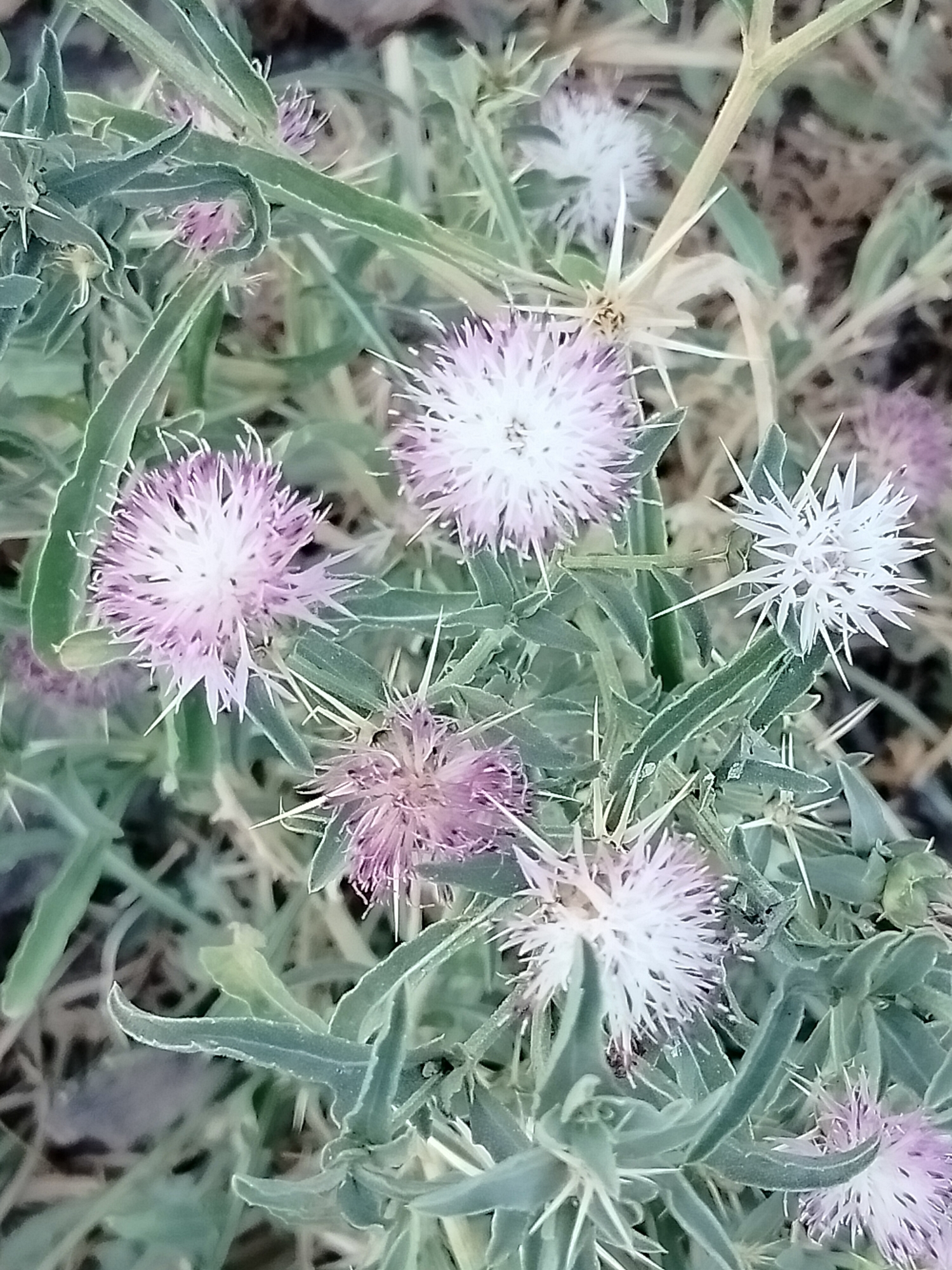 The image shows a close-up view of several thistle-like flowers with spiky petals in shades of white and pink, interspersed with green, spiky leaves. The background is blurred, suggesting a natural, outdoor environment. The overall impression is one of wild, untamed vegetation. The location is specified as Көлкент, Kazakhstan, which is a settlement in the Turkistan Region of Kazakhstan, known for its steppe landscape and some archaeological sites. The image likely depicts wild flora found in such an environment.
