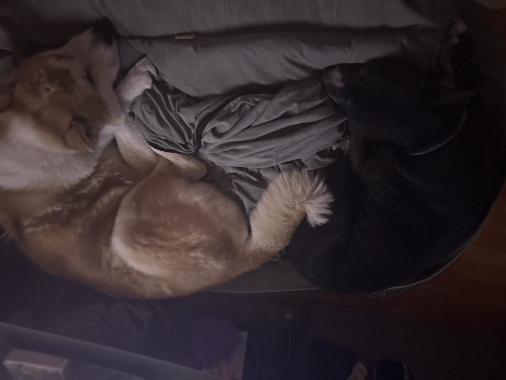 The image shows two dogs sleeping in a dog bed. One dog is golden and white, and the other is black. They are curled up together on a gray blanket. The image is taken indoors, and there is a dim light source, possibly from a nearby window or lamp, creating shadows in the lower portion of the image. There are objects under the bed, in the darkness, that are not discernible. The location is not able to be discerned from the image, nor is there any indication of it being taken in Sofia, Bulgaria.