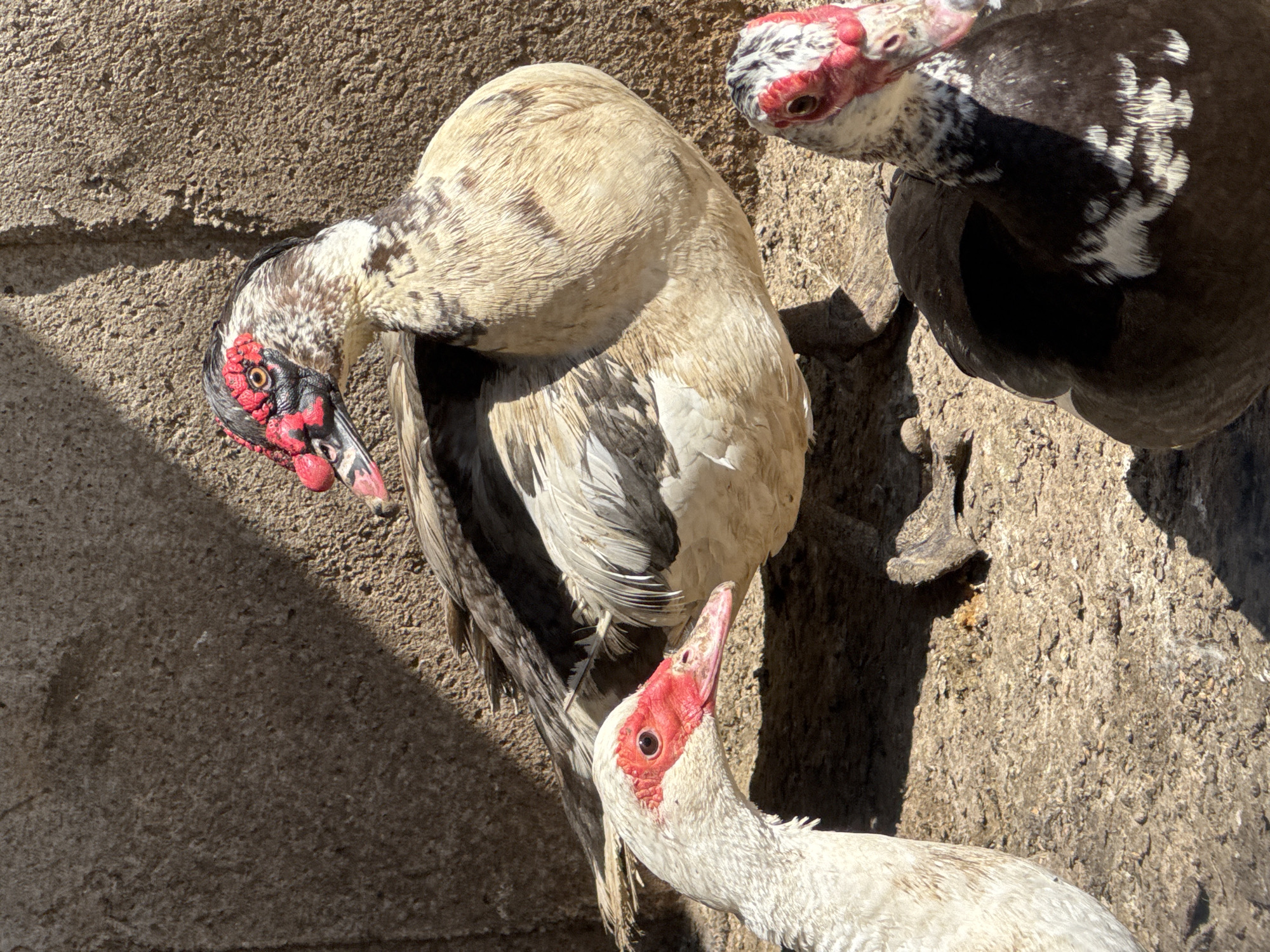 The image shows three Muscovy ducks on a concrete surface in bright sunlight. One duck, primarily tan and beige with some black markings, is positioned in the center, its head turned downward and to the left. The second duck, mostly white with red facial wattles, extends its neck upward from the bottom of the frame towards the center. The third duck, black with white markings, is partially visible in the upper right corner. The concrete surface and adjacent concrete wall provide the backdrop. The city of Sarnevo, Bulgaria, is associated with this image.