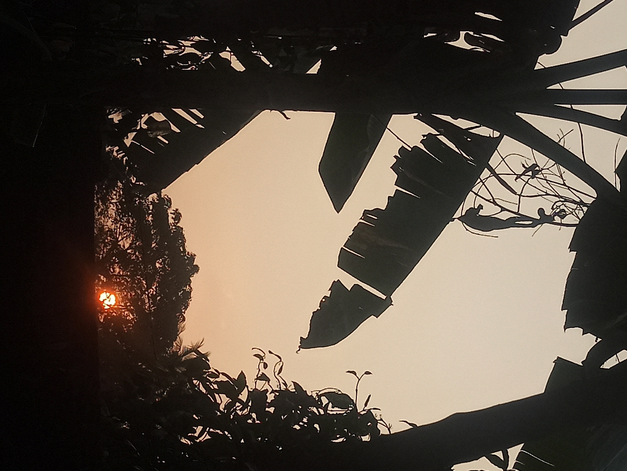 A photograph captures a sunset viewed through a dense canopy of tropical foliage, likely in Tuba, Indonesia. The foreground is dominated by the silhouettes of large banana leaves and thinner branches, framing the view. In the distance, a cluster of trees obscures a portion of the sky. The sun, partially hidden behind the tree line, appears as a bright, orange disc, casting a warm glow across the hazy, pale orange sky. The overall impression is one of natural beauty and tranquility.