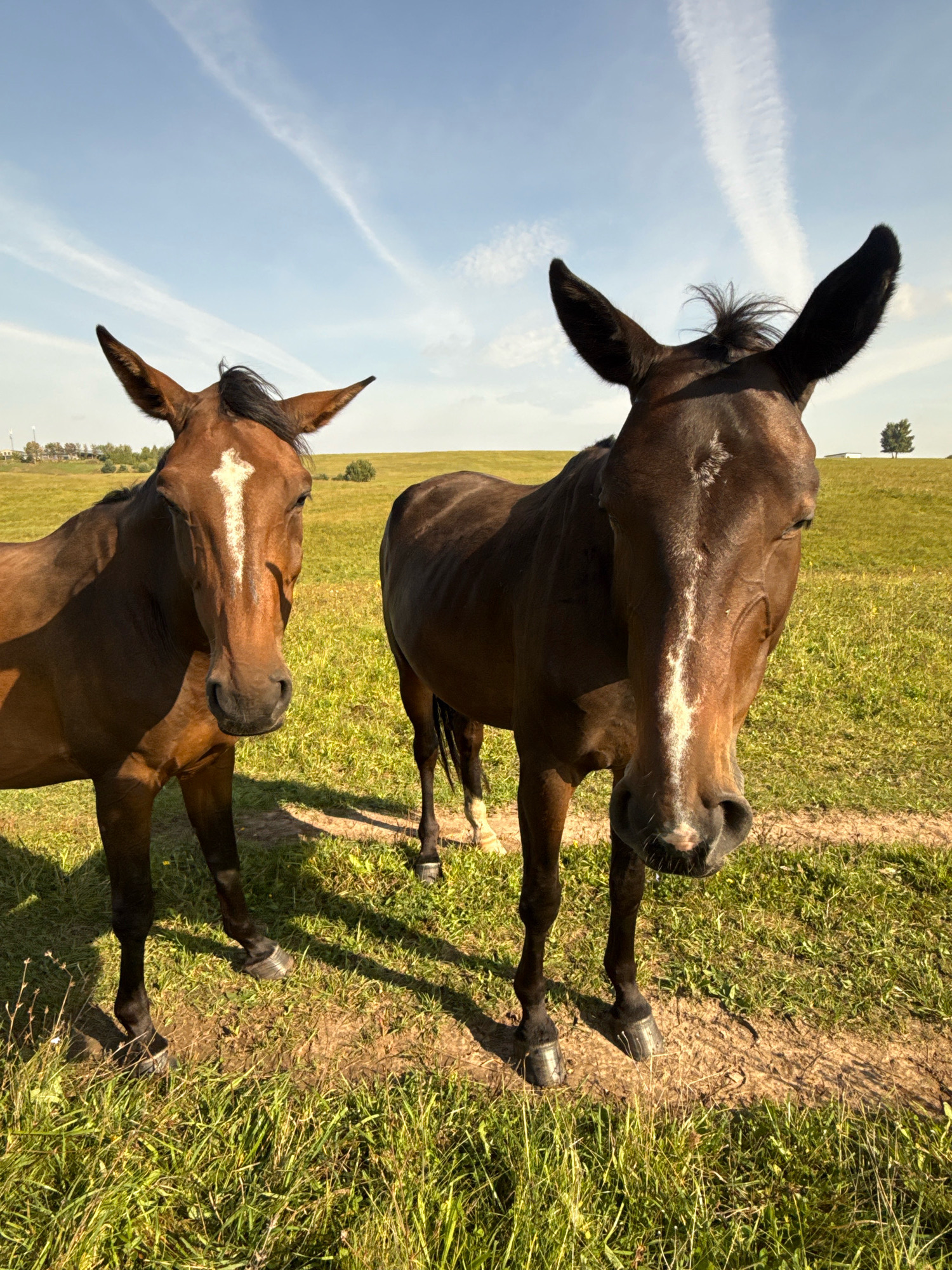 Two brown horses stand in a grassy field under a blue sky with thin white clouds. The horse on the left is facing forward, with its head slightly tilted. It has a white blaze on its forehead. The horse on the right is also facing forward, but its head is closer to the camera and slightly tilted down. It also has a white blaze on its forehead. The field appears to be in a rural area, with rolling hills in the background and a few trees visible in the distance. The image seems to have been taken in the city of Galinė, Lithuania, given the context provided. The lighting suggests it is daytime, likely late afternoon due to the long shadows. The ground is covered in green grass with some patches of dirt.