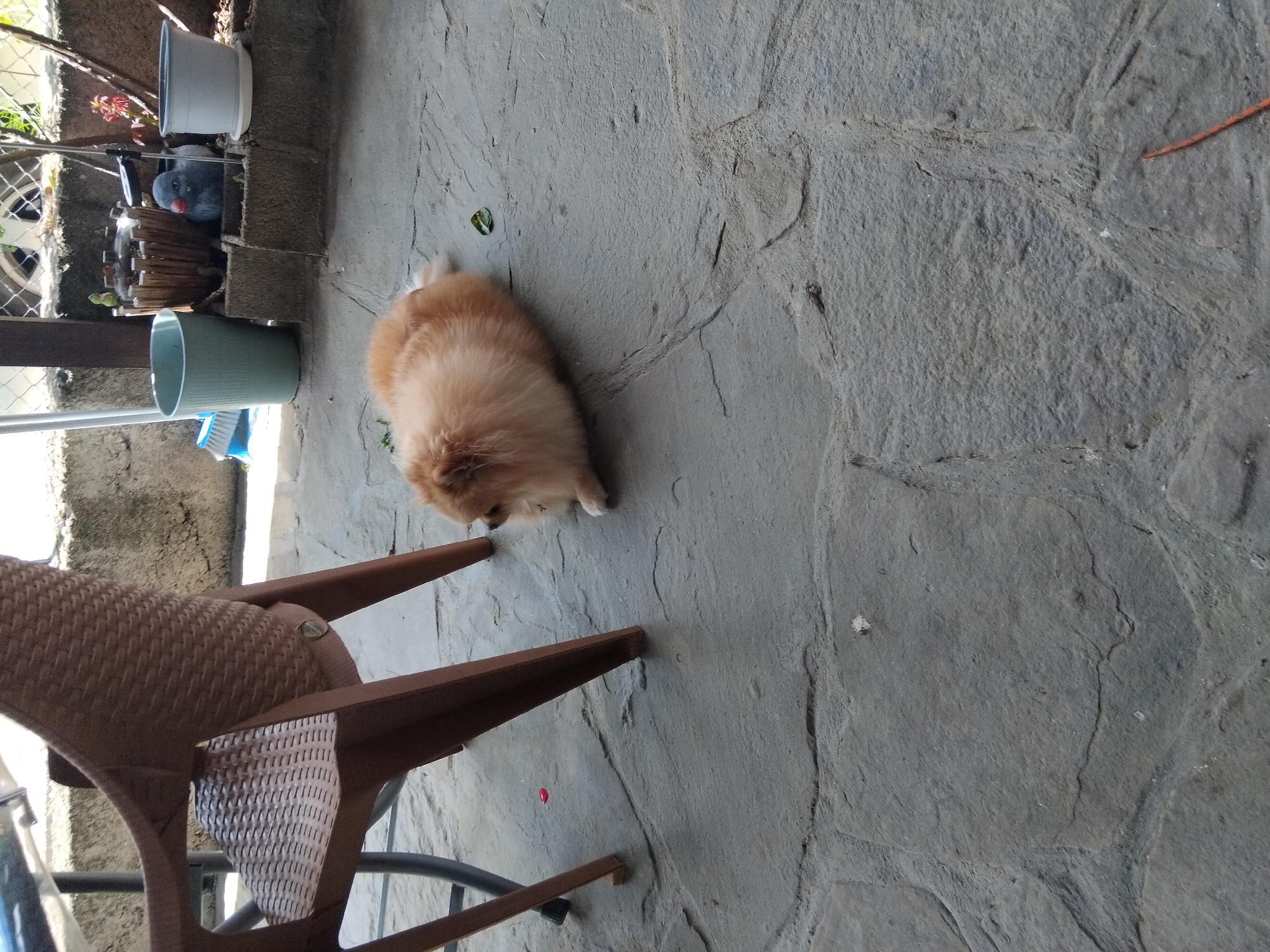A small, fluffy, light brown dog is lying on a stone patio. The dog is facing to the right and appears to be resting. To the left of the dog is the leg and part of the seat of a brown wicker chair. In the background, there are several potted plants and a blue bucket. The scene appears to be outdoors in a residential area, likely a patio or garden. The image was taken in the city of Apriltsi, Bulgaria.