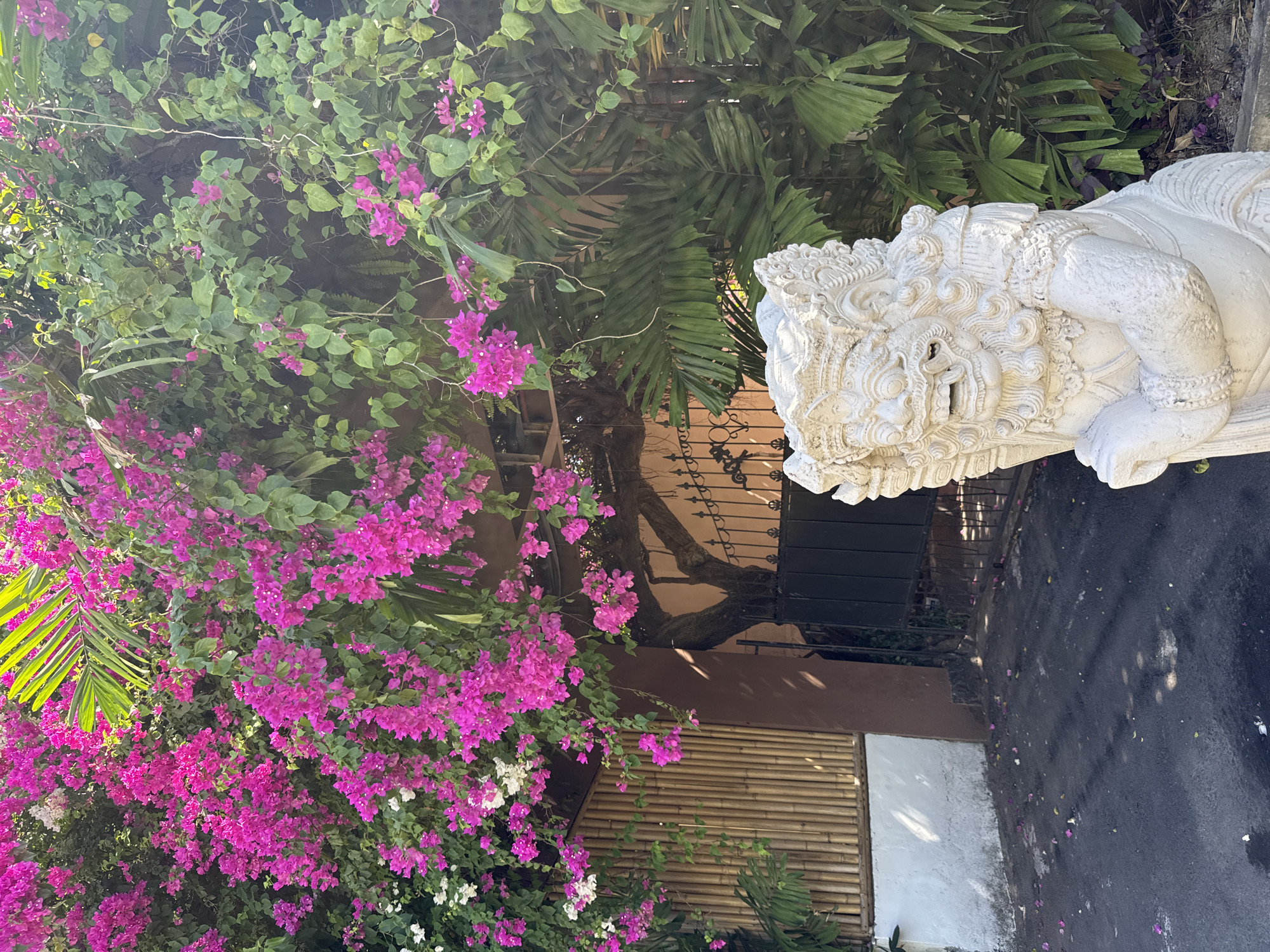 This vibrant outdoor scene, likely an entrance or garden area in Denpasar, Indonesia, features a richly detailed stone statue juxtaposed with lush tropical foliage.
On the right side of the image, a large, intricately carved white stone statue of a mythical guardian figure is prominent. The statue depicts the head, upper torso, and right arm of a stylized human or deity, adorned with elaborate headwear, rings, and armbands. Its face has a fierce or expressive open-mouthed gaze.
Filling the left and central portions of the frame is dense, vibrant bougainvillea, covered with countless fuchsia and magenta flowers, interspersed with some white blooms and rich green leaves. Large, dark green palm fronds also extend into the upper left and central background, adding to the tropical atmosphere.
Behind the foliage and the statue, elements of a property can be seen. A dark metal gate with decorative scrollwork is visible in the middle ground, while a section of a dark brown wall and a horizontal bamboo slat fence are located in the lower left. At the bottom of the image, a dark asphalt-like surface, possibly a path or driveway, is speckled with fallen pink bougainvillea petals. A white concrete curb or low wall borders this surface.
The scene is bathed in bright, natural daylight, indicative of a sunny day with clear skies. The style of the guardian statue and the tropical plant life are strong cultural and environmental cues consistent with Bali and the broader Indonesian archipelago. No people or specific activities are visible in the static capture. There is no visible text in the image.
