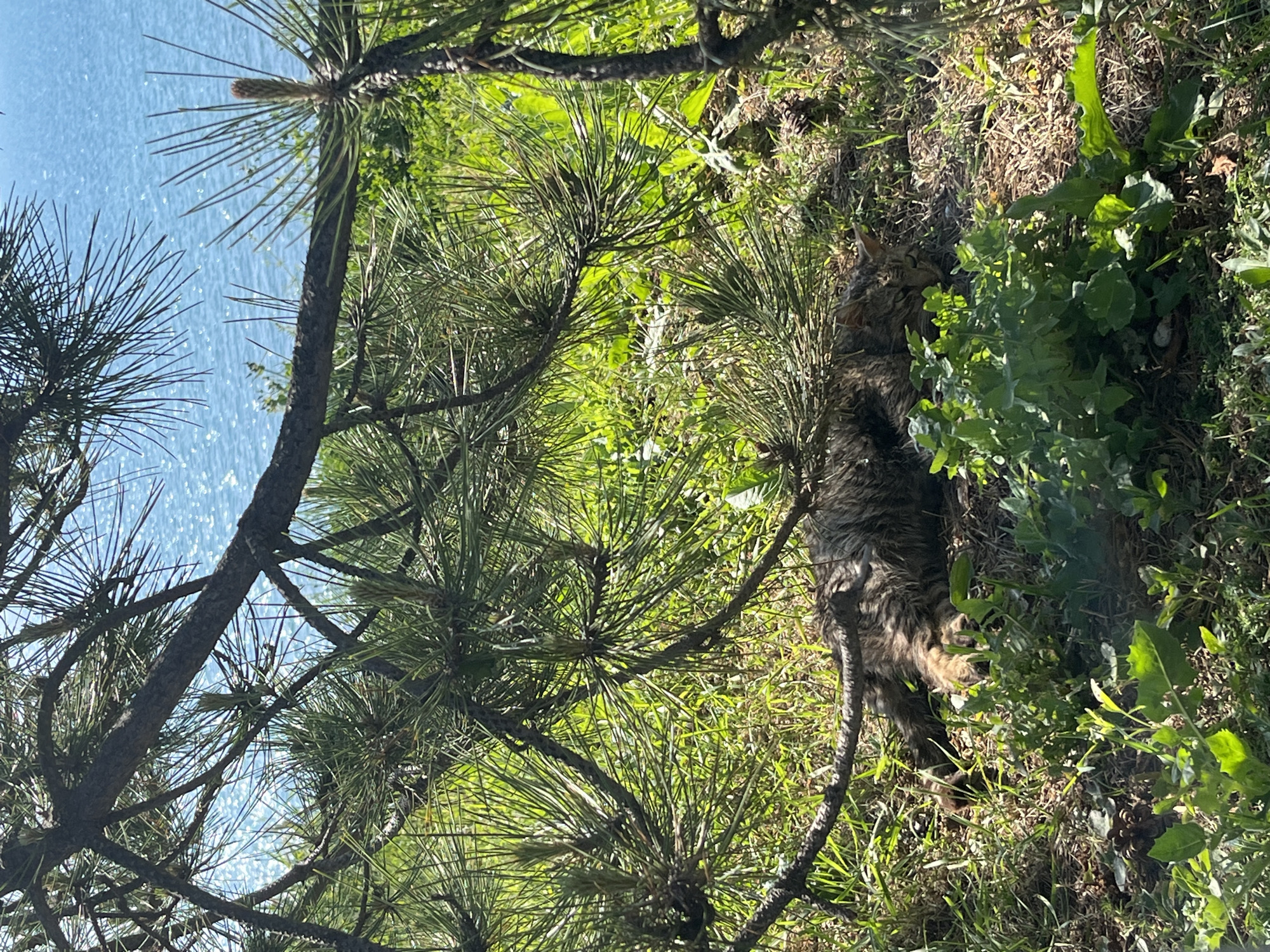 The scene captures a long-haired tabby cat lying amongst dense vegetation, including grassy undergrowth, broad-leafed plants, and pine trees. The location appears to be outdoors, perhaps a park or wooded area. A body of water is visible through the trees. The city of Anapa, Russia, cannot be verified based solely on the image.