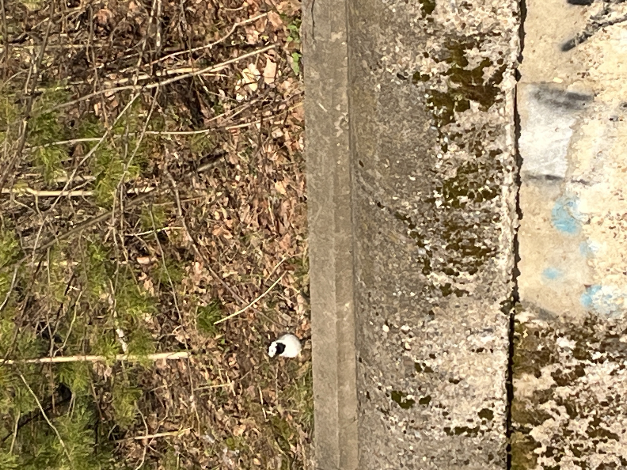 This outdoor image, captured in Chaikovsky, Russia, depicts a scene divided vertically by a concrete structure under bright daylight. The orientation suggests it was taken from a slightly elevated perspective looking down.
On the left side, there is a natural ground area heavily covered with dry, brown fallen leaves and a dense network of bare branches and twigs, indicating autumn or early spring. Several patches of vibrant green vegetation, possibly moss or small evergreen plants, are scattered among the leaves and branches. In the lower-central portion of this natural section, a small, black and white animal is visible. It has a white body with a distinct black head and neck area, appearing to be either a small bird or a rodent, such as a shrew or mouse. The animal is stationary on the leaf-covered ground.
Separating the natural area from the right side is a substantial, grey concrete beam or curb. To the right of this beam lies a textured, light-colored concrete wall or barrier, showing signs of age and weathering. This concrete surface has patches of dark green moss or lichen growing on it. Faint, abstract graffiti markings, including light blue and dark grey/black smudges, are visible on the wall, but no discernible text can be read. The overall scene suggests a transition point between a wild, unkempt area and a man-made structure, possibly a roadside, pathway, or an urban boundary.