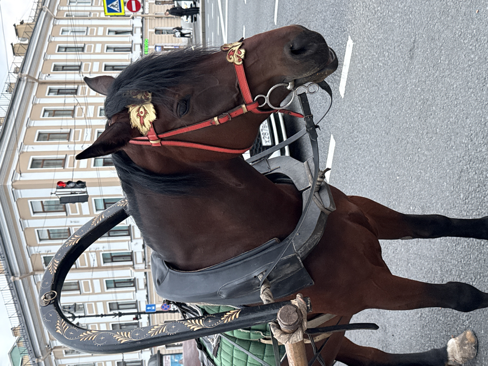 The image shows a brown horse wearing a red bridle with golden decorative elements, harnessed to a carriage. The horse is positioned on a paved street in Saint Petersburg, Russia, with a building facade in the background. The architecture of the building suggests it is a historic structure, characteristic of the city. Traffic lights and pedestrian crossing signs are visible, indicating an urban environment. The horse is equipped with a harness and a portion of a carriage with a green padded seat. A license plate of a vehicle is partially visible on the street. The overall scene depicts a horse-drawn carriage operating within a city.