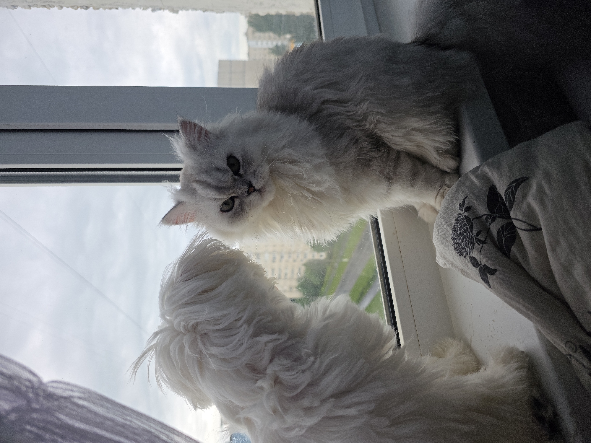 A fluffy white dog and a fluffy silver Persian cat sit on a white windowsill. The dog is facing away from the camera, looking out the window. The cat is facing the camera, with its green eyes looking forward. The cat's fur is long and thick, and it has a bushy tail. A grey pillow with a floral pattern is on the windowsill in front of the cat. Outside the window, there are buildings and trees, suggesting an urban environment. The sky is overcast. The location is the city of Novocheboksarsk, Russia.