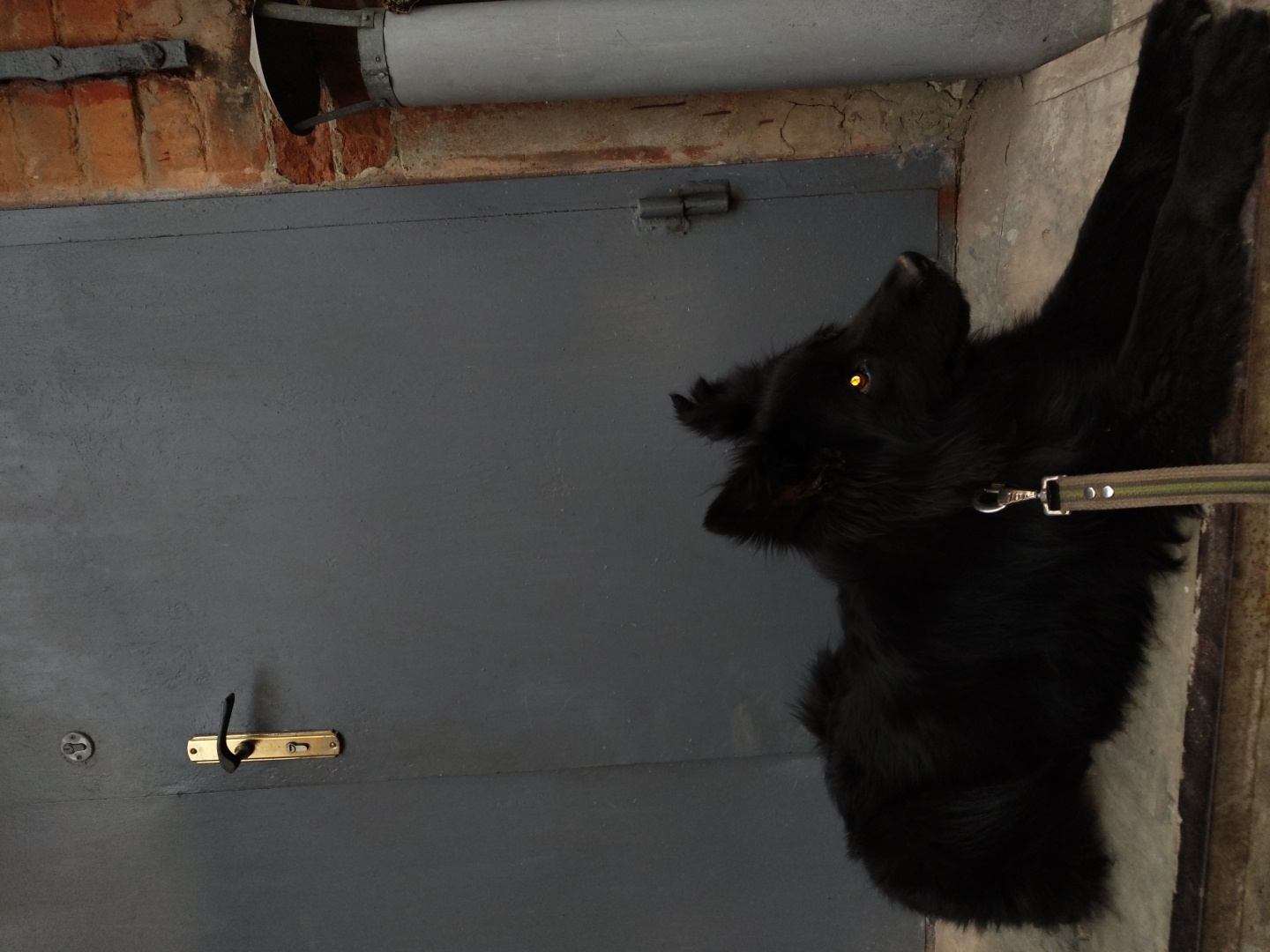 A medium shot shows a black dog with bright yellow eyes lying on a concrete surface in front of a dark gray metal door. The dog is wearing a leash with a silver clasp and a green and brown striped strap. To the right of the door, a red brick wall is visible, with a grey pipe extending vertically. The door has a brass handle and a circular metal fixture above it. The lighting is dim, creating a moody atmosphere.