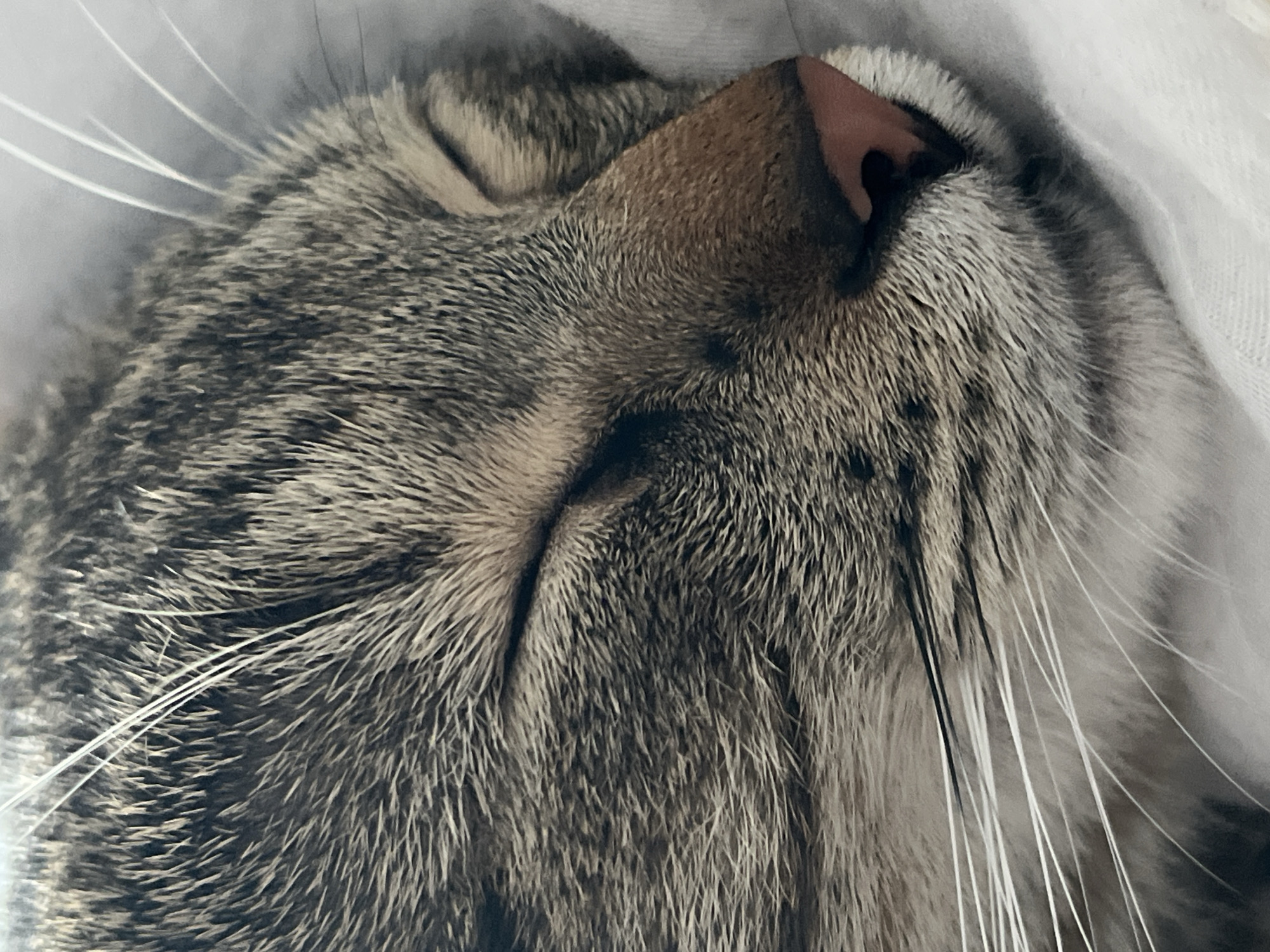 The image is a close-up, macro photograph of a domestic cat sleeping. The cat's face is visible, with its eyes closed and its nose slightly pink. The fur is a mix of grey, black, and brown tabby markings. White whiskers are prominent, fanning out from the muzzle. The cat is resting on a white, soft surface, possibly a blanket or bedding. The lighting is soft and diffused, creating a peaceful and intimate atmosphere. There is no discernible urban environment or specific location in Budva, Montenegro, depicted in this image.