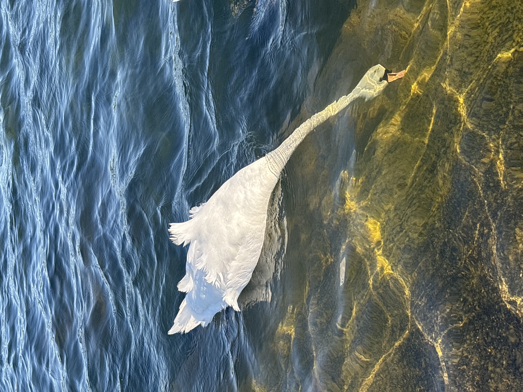 The image captures a top-down view of a white swan in a body of water, likely a lake or river in London, United Kingdom. The swan is positioned diagonally, with its white feathered body towards the bottom left and its long, slender neck extending into the water towards the top right. Its head is submerged, indicating it is dabbling or feeding.
The water surface displays distinct ripples and patterns, with reflections of bright sunlight creating a dynamic texture. The water on the left side of the frame is a deeper, darker blue, while the water on the right transitions to a lighter, greenish-yellow hue, marked by strong, golden light patterns on the bottom, suggesting either varying depth or direct sunlight illuminating the shallow bed. The swan's bright white plumage stands out against the contrasting blue and golden tones of the water. The overall lighting suggests a clear, sunny day. There are no people visible, and no text is present in the image.