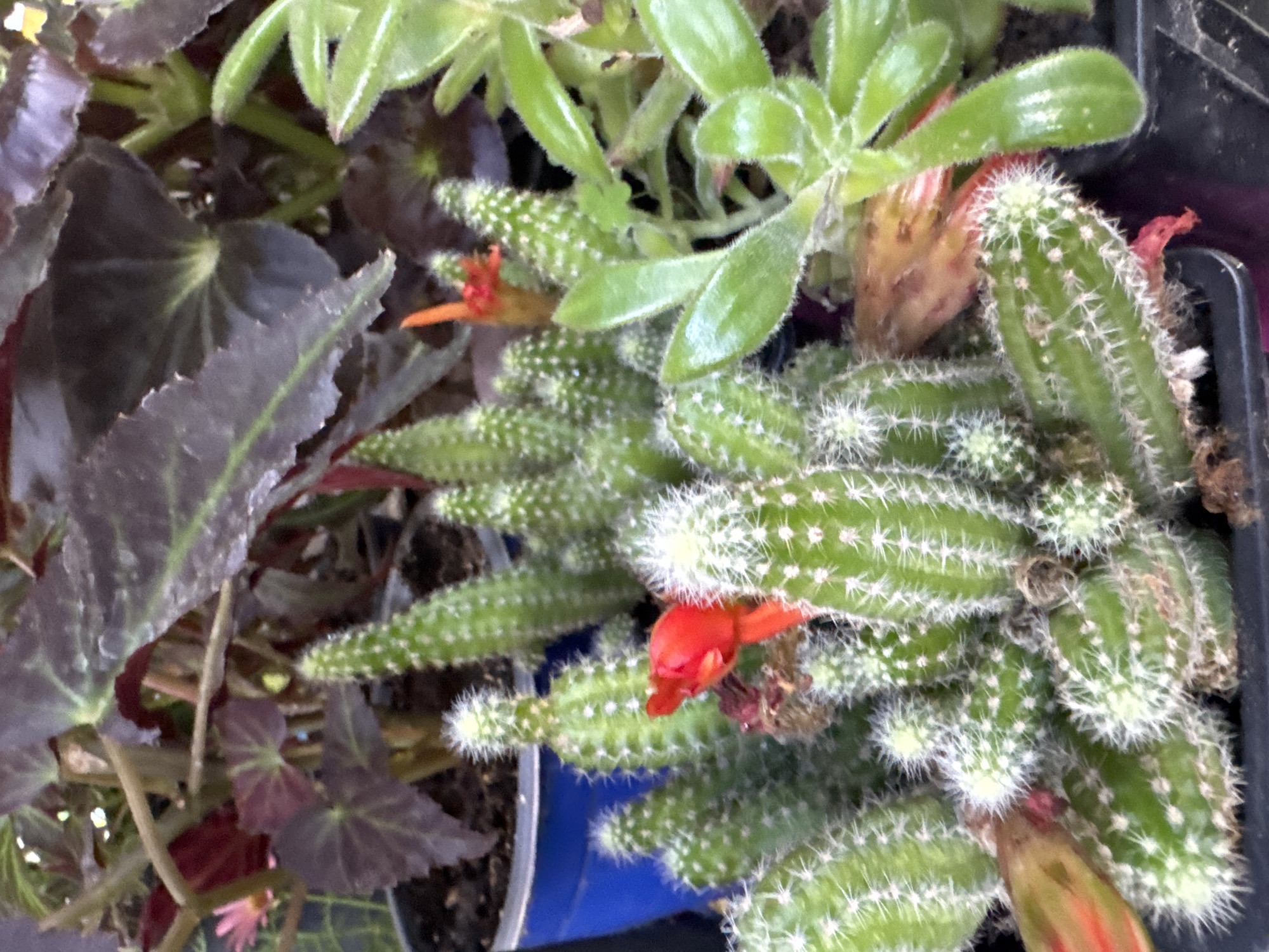 A cluster of small, green cacti with white spines is in the foreground. One cactus has a bright red flower bud. Behind the cacti, there are dark green and purple leaves of other plants. A blue pot is visible on the left side of the image. There is no information about the location in Sochi, Russia.