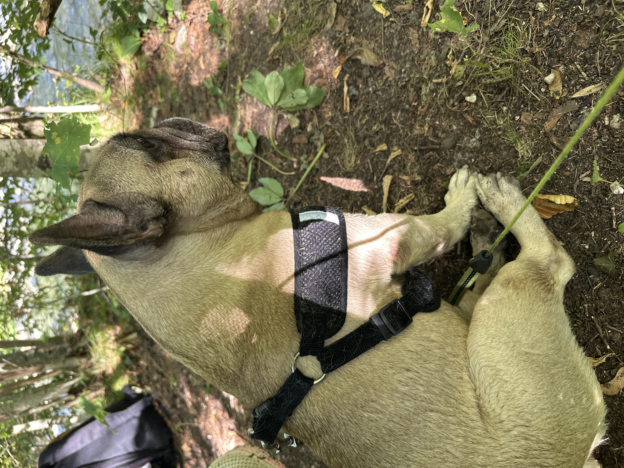 A fawn-colored French Bulldog with a black harness is lying on the ground in a wooded area near a body of water. The dog is facing to the right, with its head turned slightly towards the viewer. Its paws are resting on the ground, and its tail is not visible. The harness is black with silver hardware and has some white fur embedded in the fabric. In the background, there are trees, foliage, and a glimpse of water. The ground is covered with dirt, leaves, and pine needles. The overall lighting suggests it is daytime. This scene is located in Iška, Slovenia.