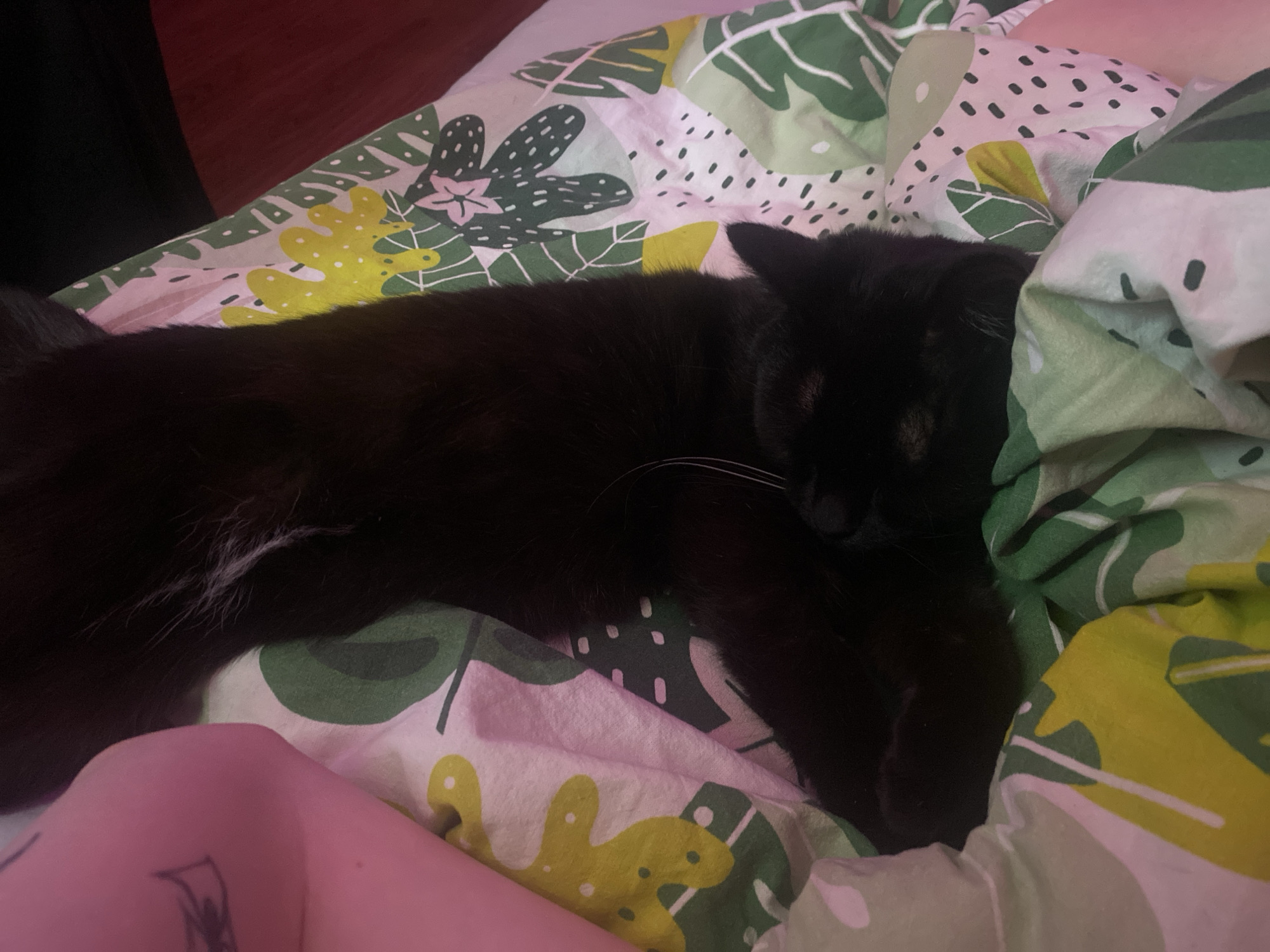 A black cat is lying on a bed with a patterned duvet. The duvet cover has a white base with green and yellow plant-like patterns. A person's leg is visible in the lower-left corner of the image, with a tattoo on it. The lighting in the room appears to be dim. There is no evidence in the picture to support any geographical location in Izhevsk, Russia.