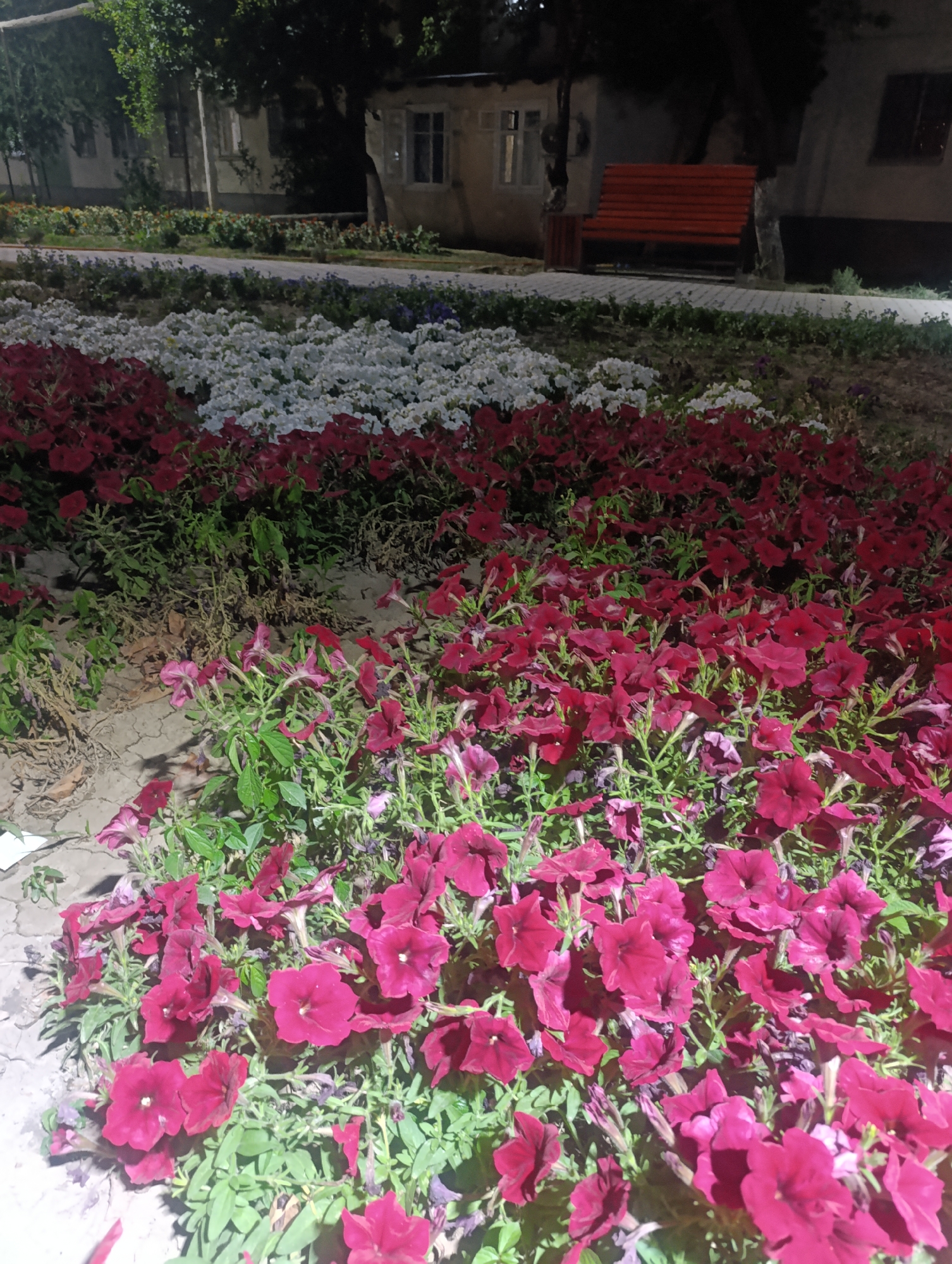 The image captures a flower bed in front of a building complex in Osh City, Kyrgyzstan. The foreground is dominated by a dense arrangement of red and white petunias, with the red flowers extending towards the viewer and the white ones further back. Behind the flowers, a paved walkway is visible, and beyond that, a long, orange wooden bench with a metal frame is positioned in front of a building. The building itself appears to be a low-rise structure with multiple windows, set against a backdrop of trees and foliage. The lighting suggests it is either dusk or dawn, or possibly artificial lighting is illuminating the scene. The overall impression is one of a public space, likely a park or a communal area, adorned with vibrant flora.