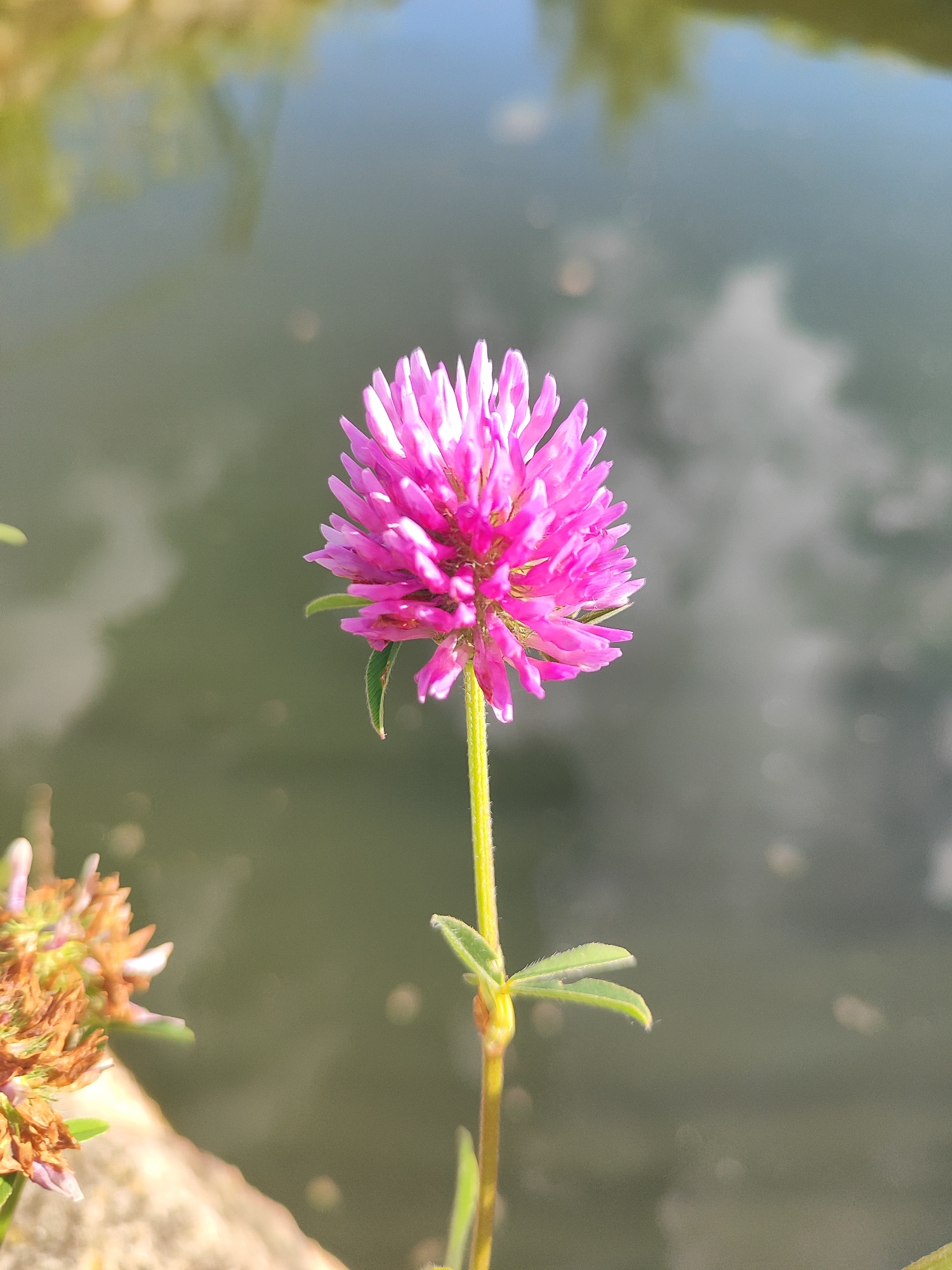 A close-up, outdoor, natural light shot focuses on a single, vibrant pink clover flower in the foreground. The flower is captured in sharp detail, with its delicate petals fanned out. It stands on a thin, green stem with small, green leaves. To the left of this main flower, another clover bloom is partially visible, appearing more withered and brown. The background is dominated by a body of water, reflecting the sky and surrounding greenery, creating a soft, blurred backdrop. The water's surface exhibits subtle ripples and scattered light. The scene is set in Laskino, Russia.