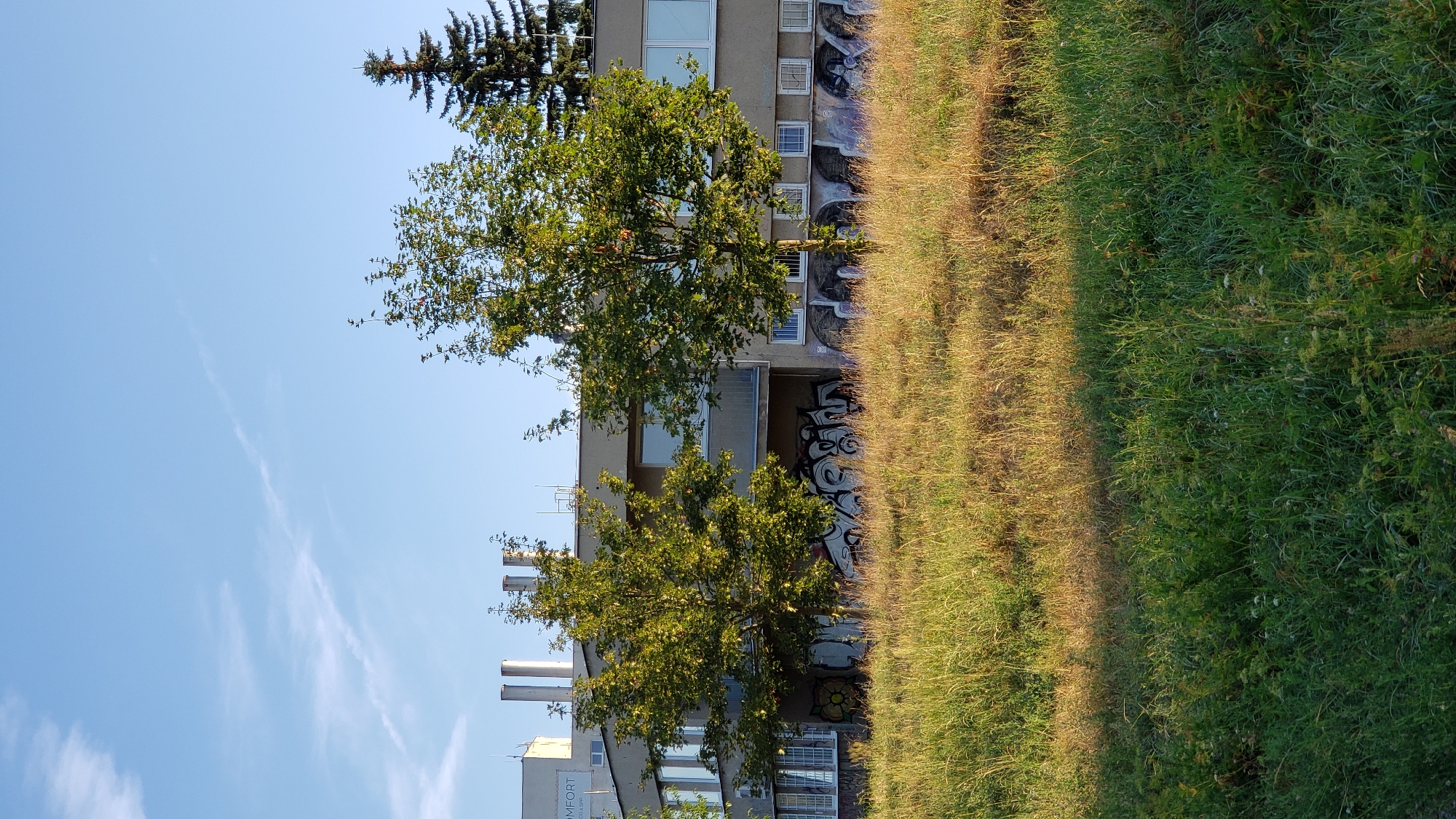 The image captures a building with graffiti on its lower facade, surrounded by trees and overgrown grass. The building appears to be a commercial or industrial structure, with multiple windows and chimneys visible on its roof. The graffiti is colorful and abstract, covering a significant portion of the building's base. Two trees with green foliage are in the foreground, with a tall evergreen tree in the background. The sky is clear and blue with a few wispy clouds. The overall scene suggests an urban or suburban environment. This image is from the area of Solivarská Street in Prešov, Slovakia.
