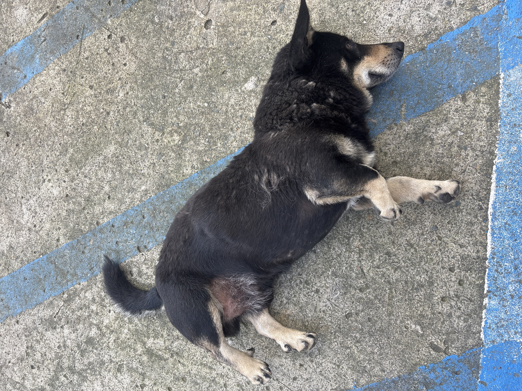 An adult dog is lying on its side on a concrete surface marked with blue painted lines. The dog is predominantly black with tan markings on its legs, chest, and face. The dog's eyes are closed, and its head is resting on the ground. The concrete appears worn and aged, with visible cracks and pebbles embedded within it. The blue lines are faded and partially chipped, suggesting they are part of a road marking or parking area. The image is taken from a high angle, looking down at the dog. The scene is outdoors, and the lighting suggests it is daytime. The exact location within Da Lat, Vietnam, is not determinable from the image alone.