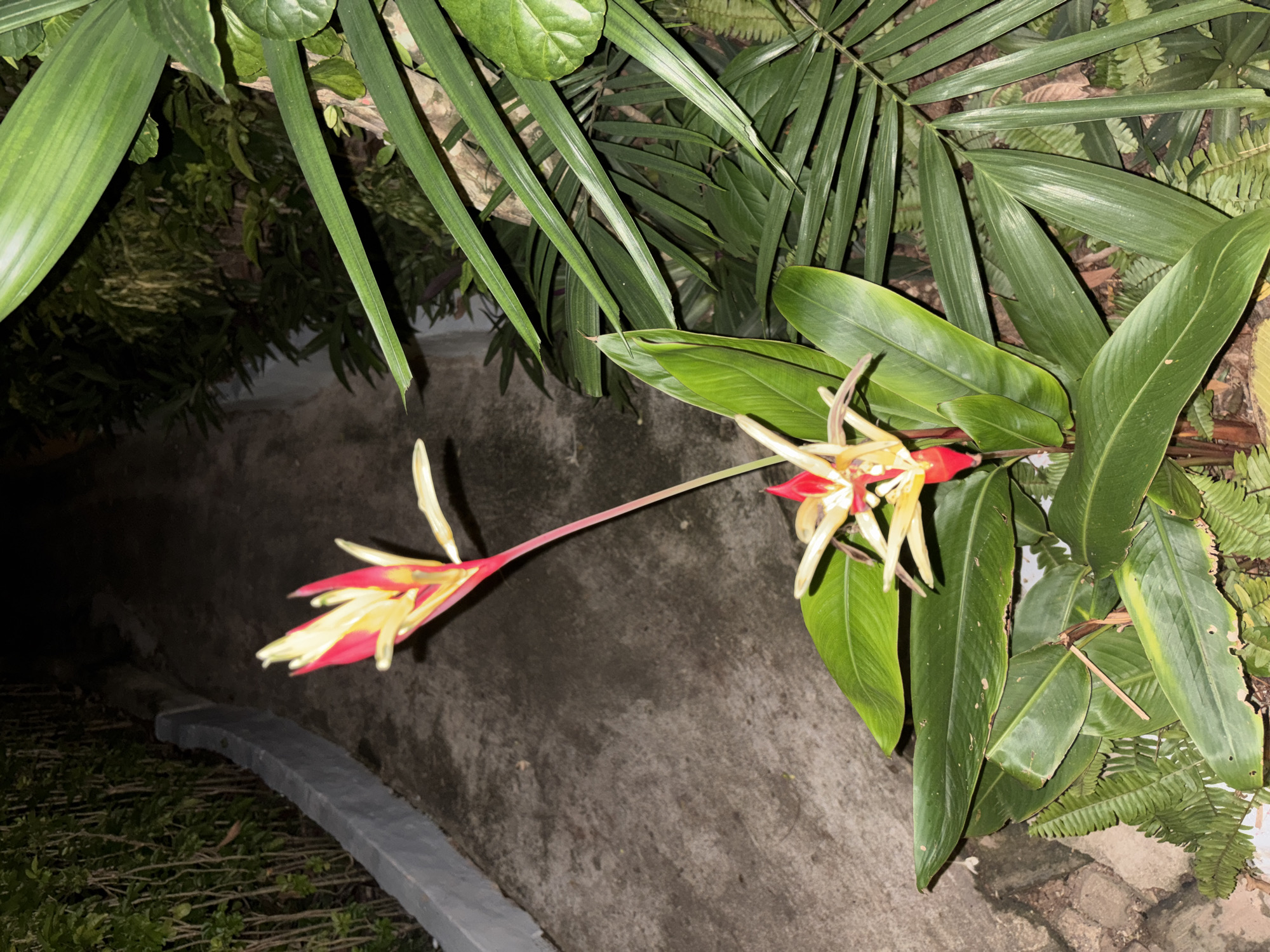A heliconia flower with red and yellow petals blooms at night, its long stem arching over a concrete path. The path is bordered by lush green foliage, including large, waxy leaves and delicate ferns. To the left, a low, gray concrete wall runs alongside the path, with a dense hedge of thin, vertical stems behind it. To the right, more tropical plants with long, sword-like leaves create a verdant backdrop. The scene is likely located in a garden or park in Chalong, Thailand, illuminated by ambient light. There are no people or animals visible in the image.